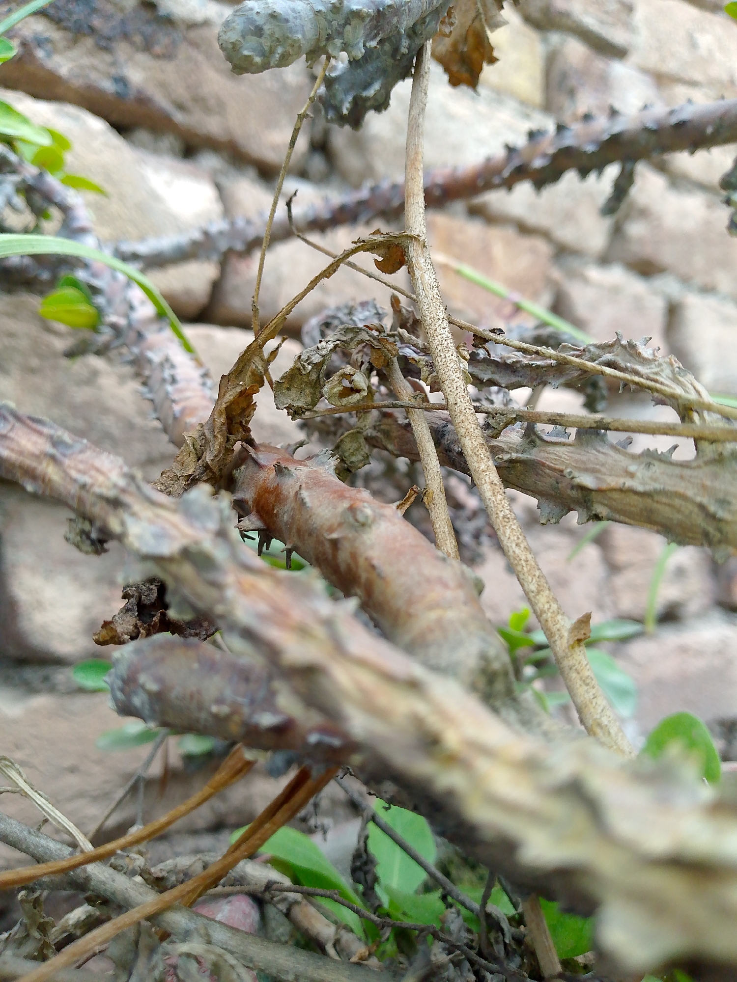 The image is a close-up, macro photograph of dry, brown branches and twigs in the foreground, set against a blurred background of a brick wall. The branches are rough and textured, with some appearing to have dried leaves or remnants of leaves attached. Small, green leaves are also visible in some parts of the image, suggesting that the scene is outdoors and possibly in a garden or natural area. The lighting appears to be natural daylight, casting subtle shadows on the branches. The overall impression is one of natural decay and the resilience of plant life.