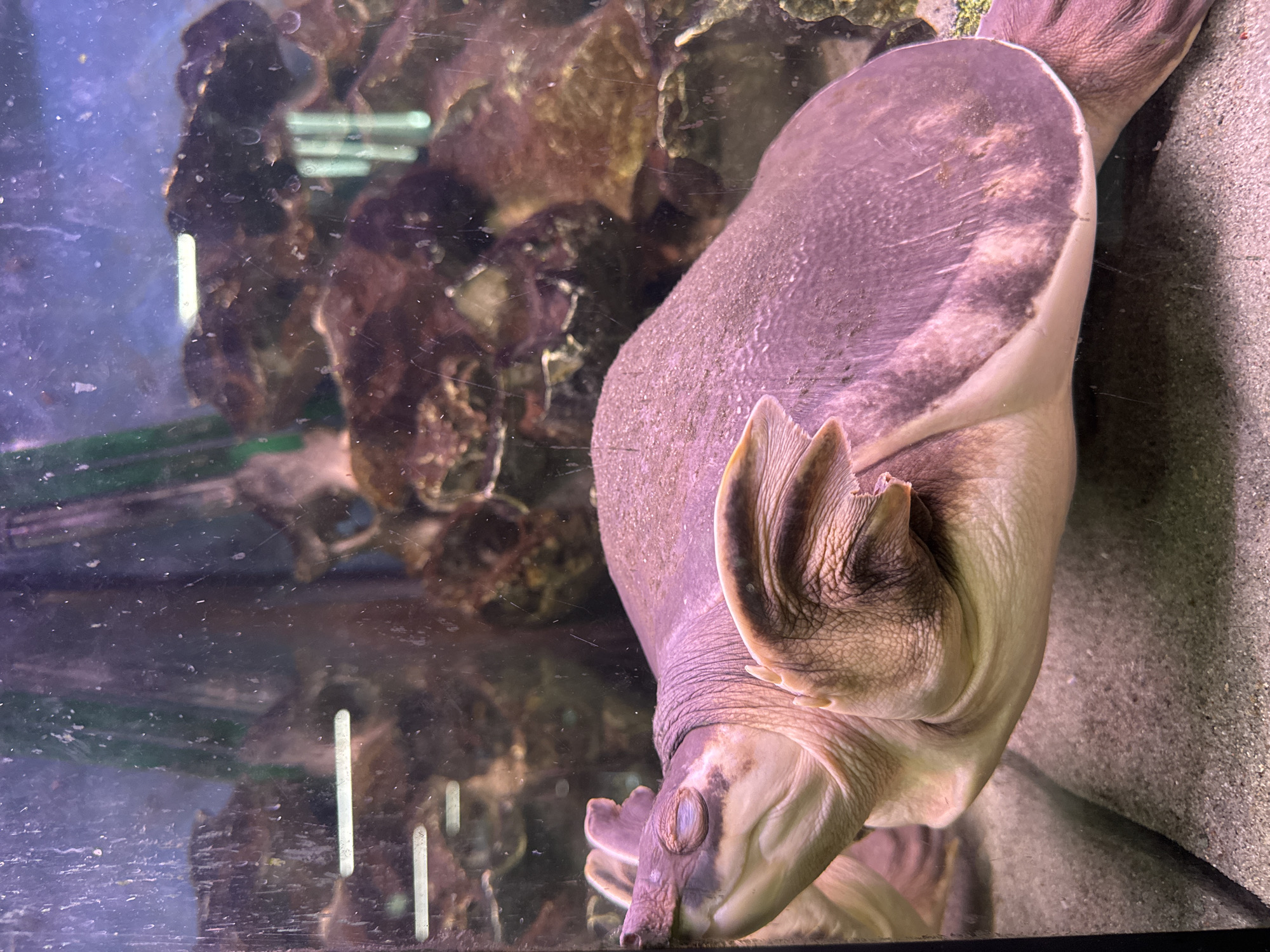 A softshell turtle is seen in an aquarium, likely in an exhibit. The turtle's head is oriented towards the lower left, with its shell positioned towards the upper right. The aquarium appears to contain gravel on the bottom and rock formations in the background. The water is somewhat murky and there are scratches visible on the aquarium glass. There are no people visible in the image. There is no information about location in Moscow, Russia.