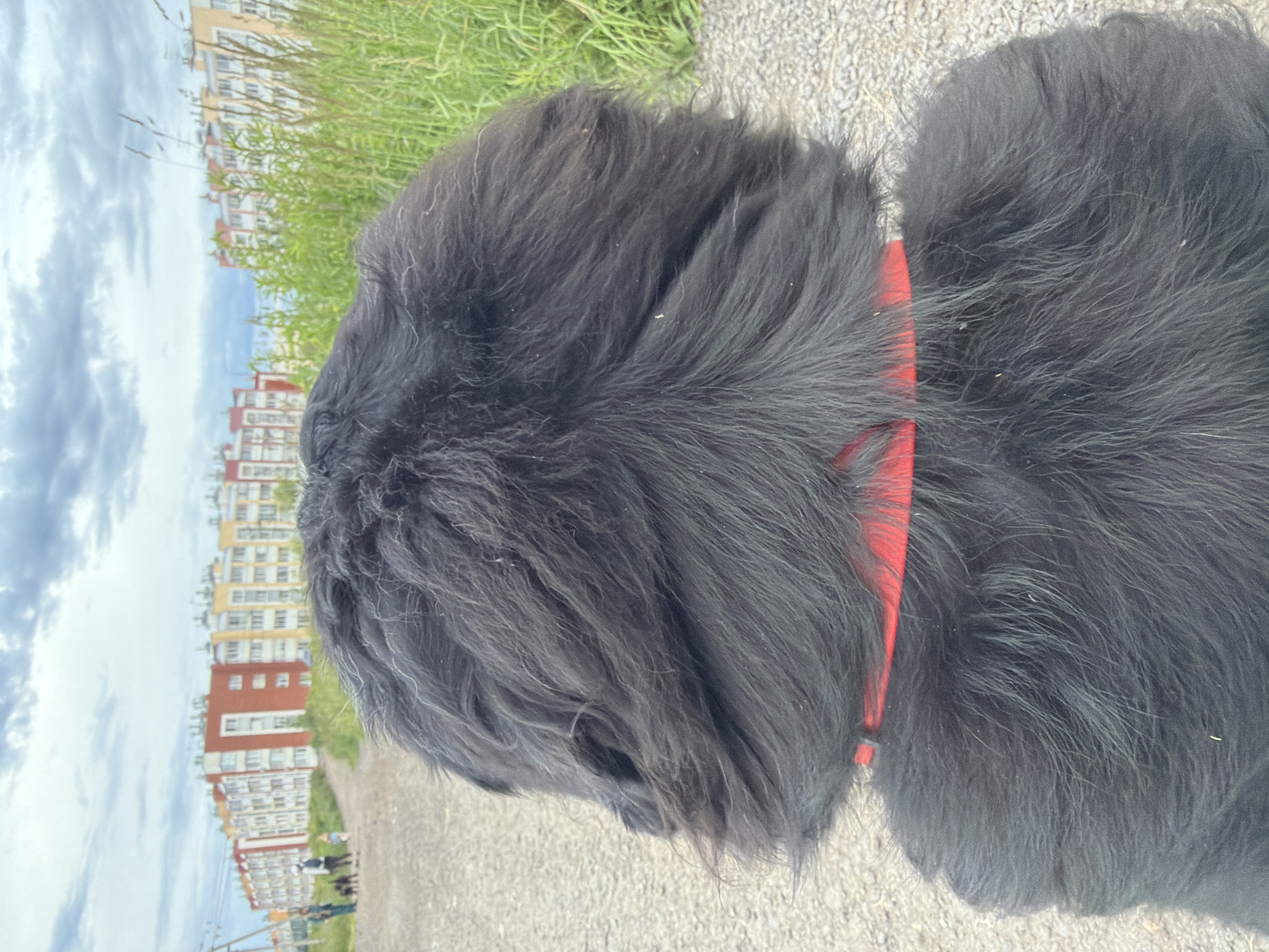 The image shows the back of a black dog with a red collar. The dog is on a gravel path with green grass and vegetation to the right. In the background, there are multi-story residential buildings with colorful facades, consistent with an urban or suburban environment. The sky is overcast with clouds. The location is identified as Chornaya, Russia. There are a few people and small dogs visible in the distance on the path.