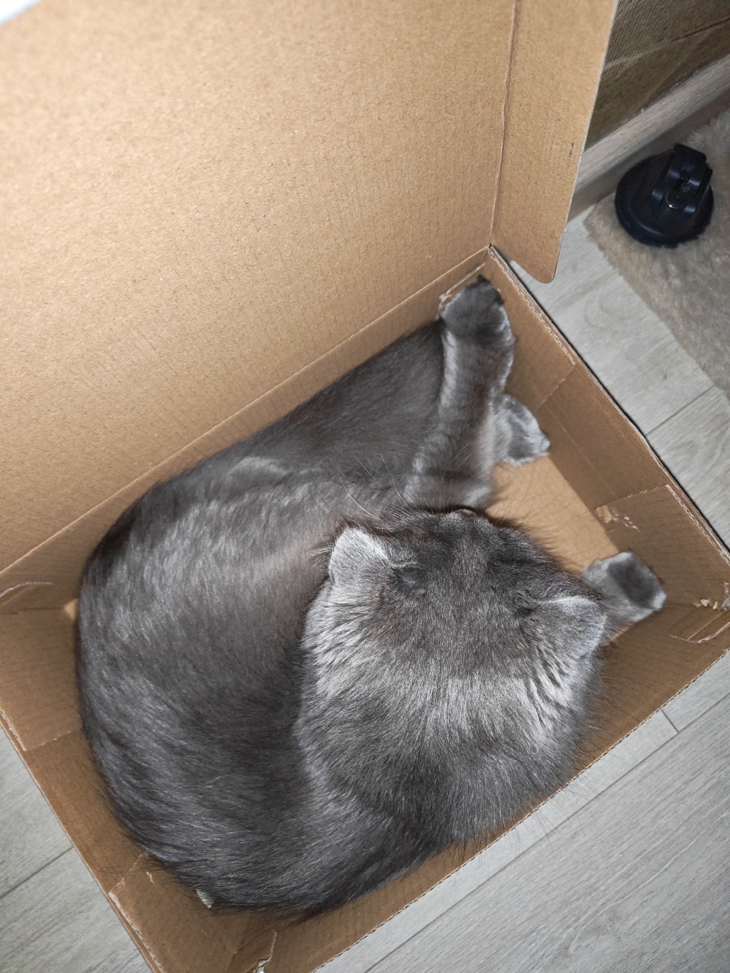 An overhead shot shows a medium-sized, fluffy, gray cat curled up and sleeping inside a brown cardboard box. The box is open from the top and placed on a light-colored wooden floor. The cat's head is tucked in, and its paws are resting near its body. The cat's fur appears soft and dense. The background is slightly out of focus, but a small, dark object with a suction cup is visible on the floor to the right of the box.