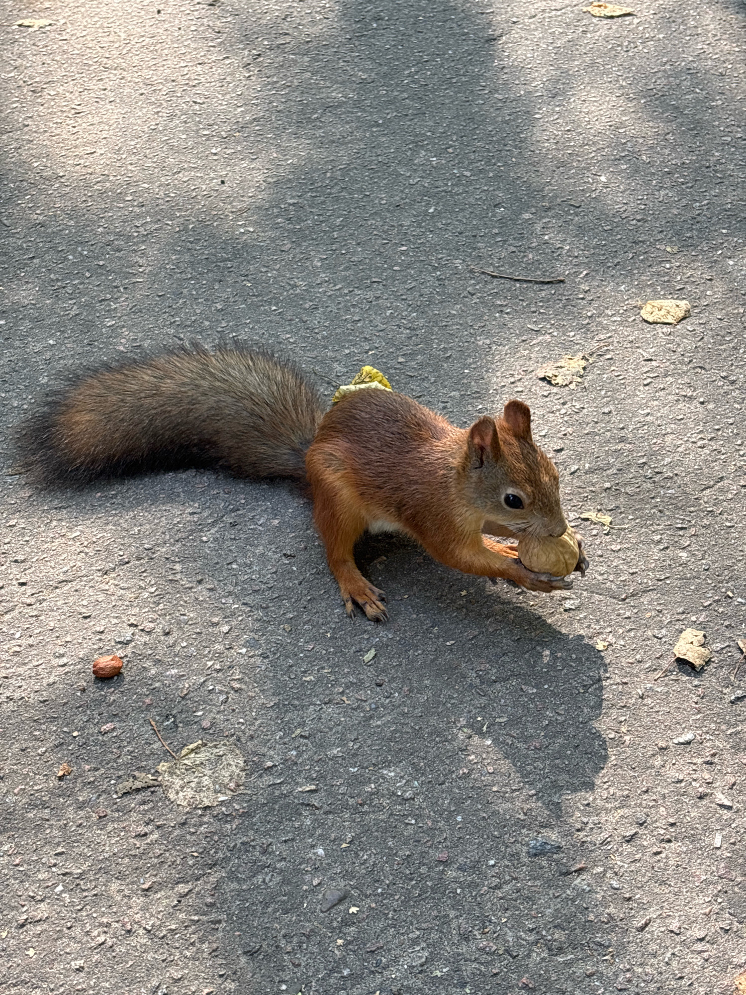 In Rusanovo, Russia, a Eurasian red squirrel (Sciurus vulgaris) is captured on asphalt, actively consuming a nut. The squirrel's fur displays a reddish-brown hue, characteristic of its species. Its bushy tail is extended behind it, while its paws cradle the nut it is eating. A yellow object is visible on its back, possibly a small accessory or incidental debris. The ground surface is dark asphalt, interspersed with fallen leaves and small pebbles, suggesting an outdoor, likely park or woodland setting. Sunlight casts distinct shadows on the asphalt, indicating a bright, daytime scene. The overall impression is one of a natural encounter in an urban or semi-urban environment.