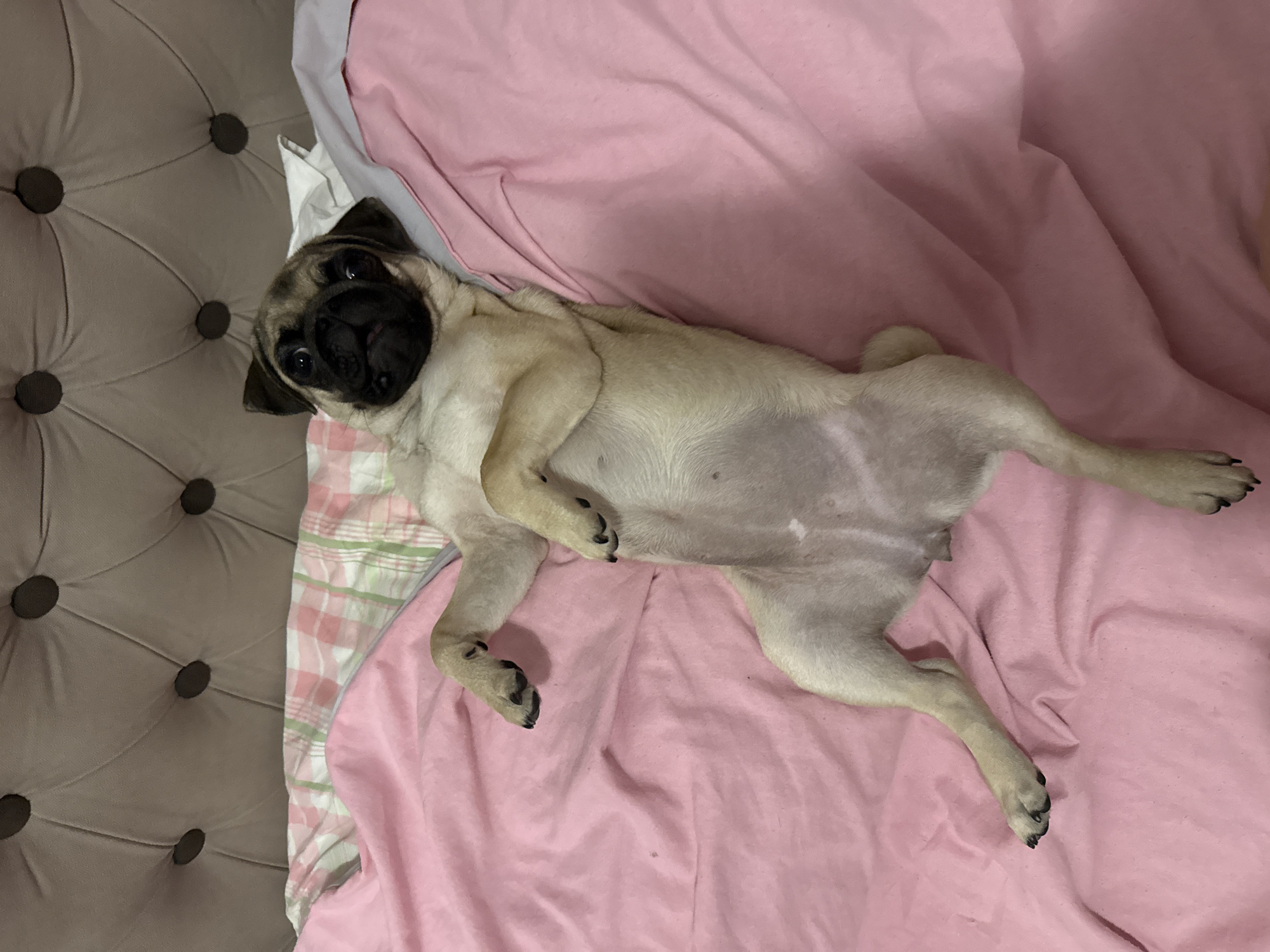 A fawn-colored pug puppy lays on its back on a pink blanket. The pug's head is tilted to its left, with its mouth slightly open. Its front paws are crossed over its chest, and its back legs are splayed out to its sides. The pug is positioned on a bed with a tufted headboard and a pink and green plaid pillow underneath its head. The background is slightly blurred, but appears to be a bedroom.