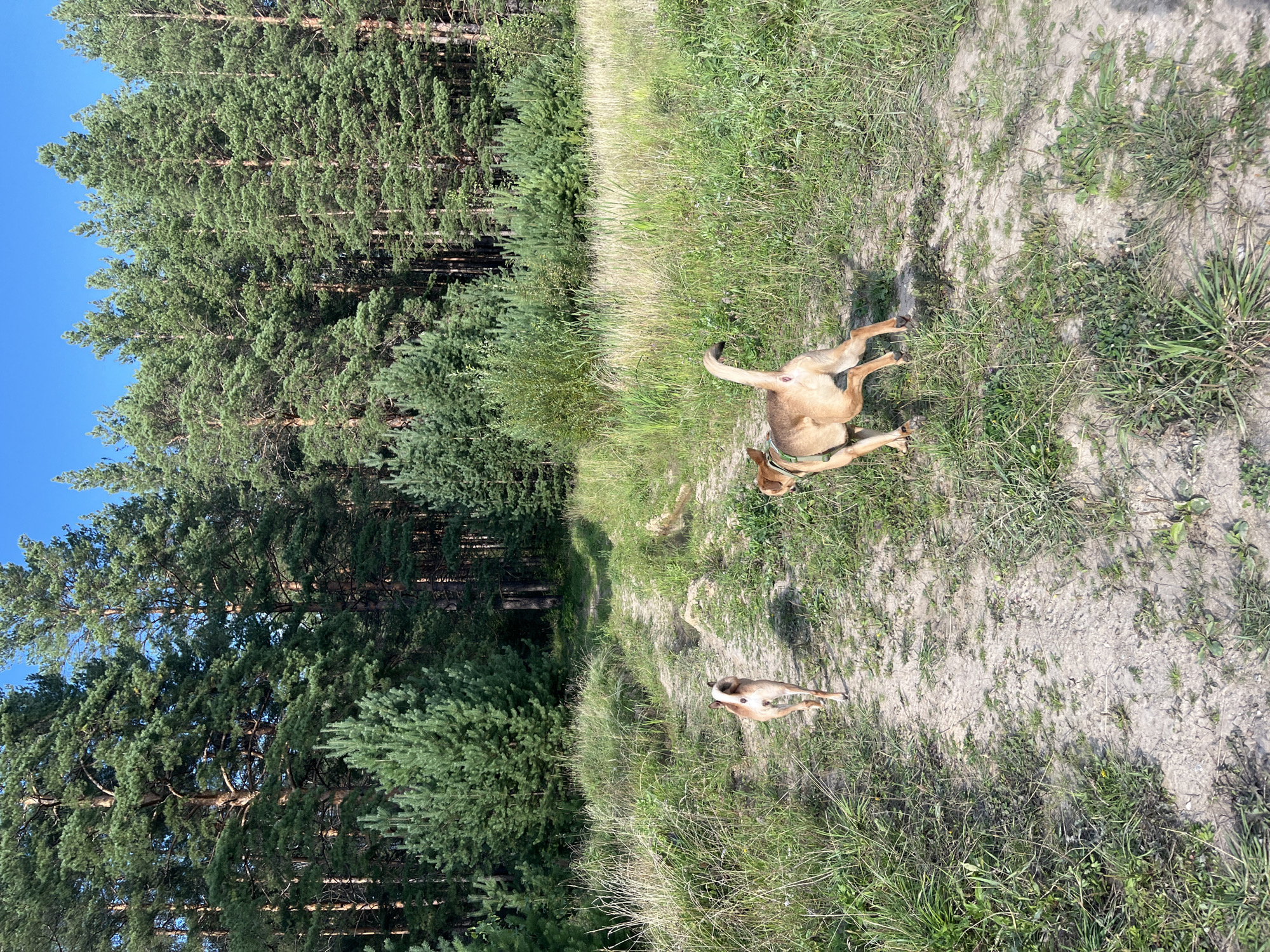 Two dogs, one tan with white markings and the other a lighter tan, are walking on a dirt path through a grassy area. They are facing away from the camera, heading towards a dense pine forest. The sky is clear and blue. The scene appears to be a natural outdoor setting, likely a park or wooded area on the outskirts of Nizhny Tagil, Russia.