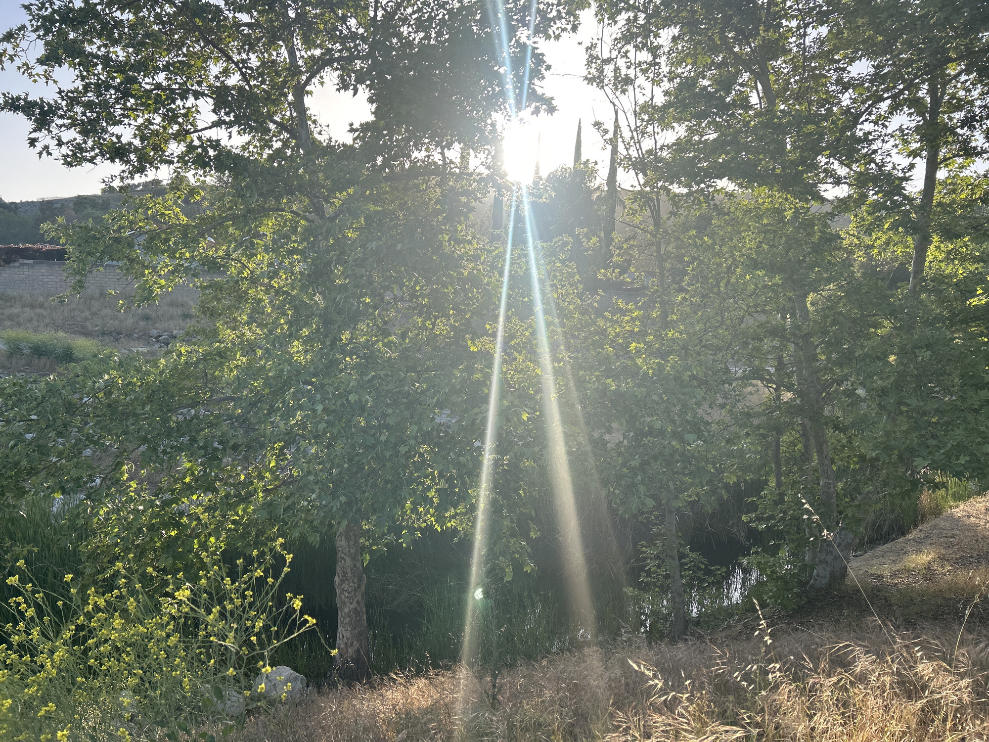The image captures a sunlit scene of a riparian area in Oak Park, California. The sun's rays stream through the canopy of sycamore trees, dappling the vegetation below. A small pond or stream is visible among the trees, surrounded by grasses and riparian plants. A wall and hillside are visible in the background. The foreground features yellow wildflowers in bloom. The overall scene depicts a natural area within or near the city of Oak Park.