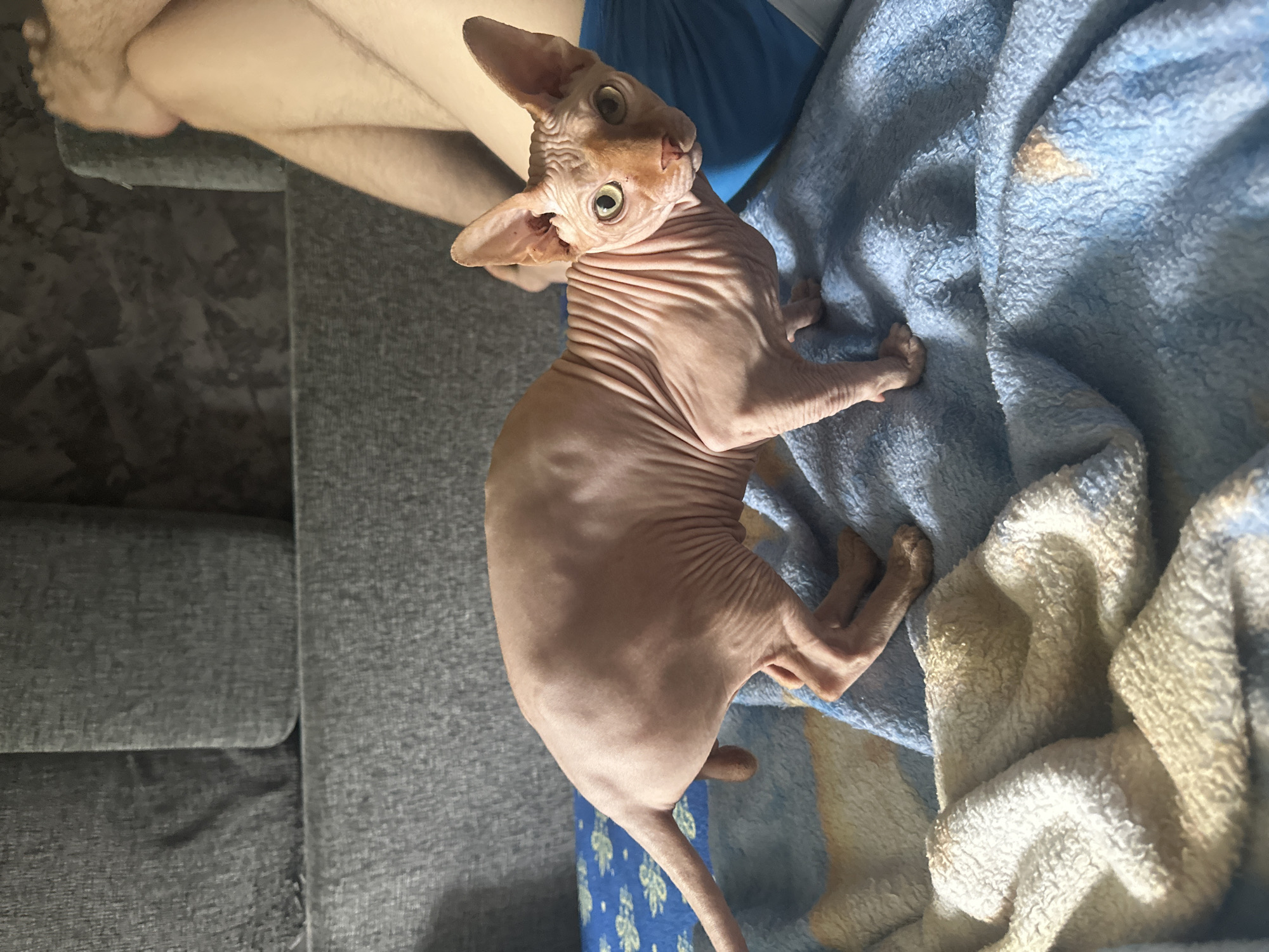 A hairless cat, likely a Sphynx breed, is positioned on a blue blanket with a light-colored, textured throw bunched around it. The cat is facing the viewer with its head turned slightly to its right. Its skin is wrinkled, and its large ears are prominent. Behind the cat, a grey couch is visible, and to the right, a person's legs and feet are in the frame, suggesting a domestic indoor setting. The overall lighting appears to be natural, coming from the left side of the image. The scene is devoid of any indicators of Maladzyechna, Belarus.