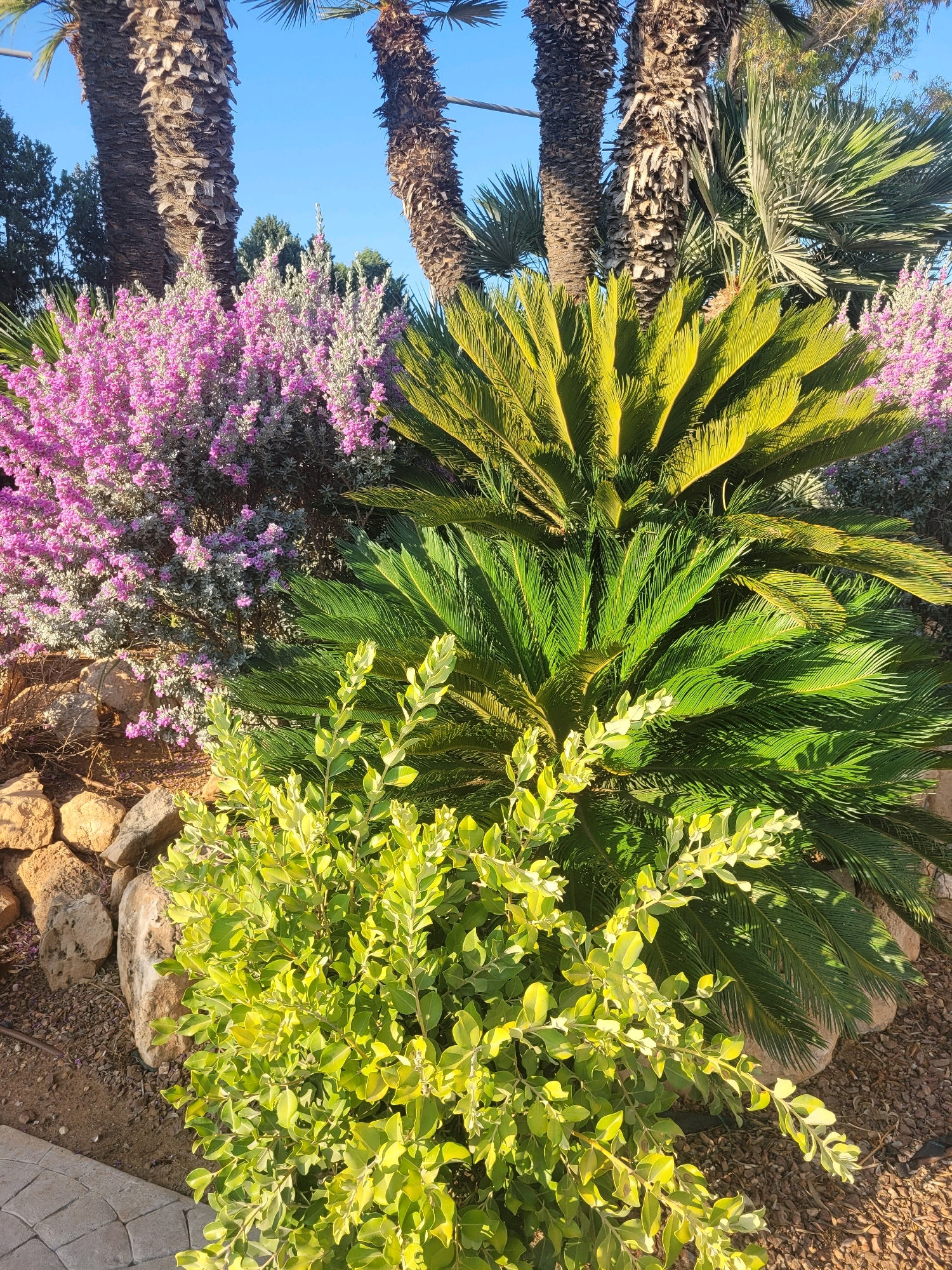 The image displays a vibrant garden scene with a variety of plants and palm trees, under a clear blue sky. In the foreground, a bush with bright green, variegated leaves is prominently featured. Behind it, a lush green cycad plant with feathery fronds dominates the center of the frame. To the left, a dense shrub adorned with small, delicate pink flowers adds a splash of color. In the background, several tall palm trees with rough, textured trunks stand out against the sky, with their fronds creating a natural canopy. The ground is covered with a mixture of small stones and soil, and large, rounded rocks are arranged as landscaping elements. The overall impression is one of a well-maintained, tropical-inspired garden, possibly located in a warm climate such as Trachoni, Cyprus, given the presence of palm trees and drought-tolerant flora. There are no people or animals visible in the image. The lighting suggests it is daytime, with sunlight casting shadows on the foliage.