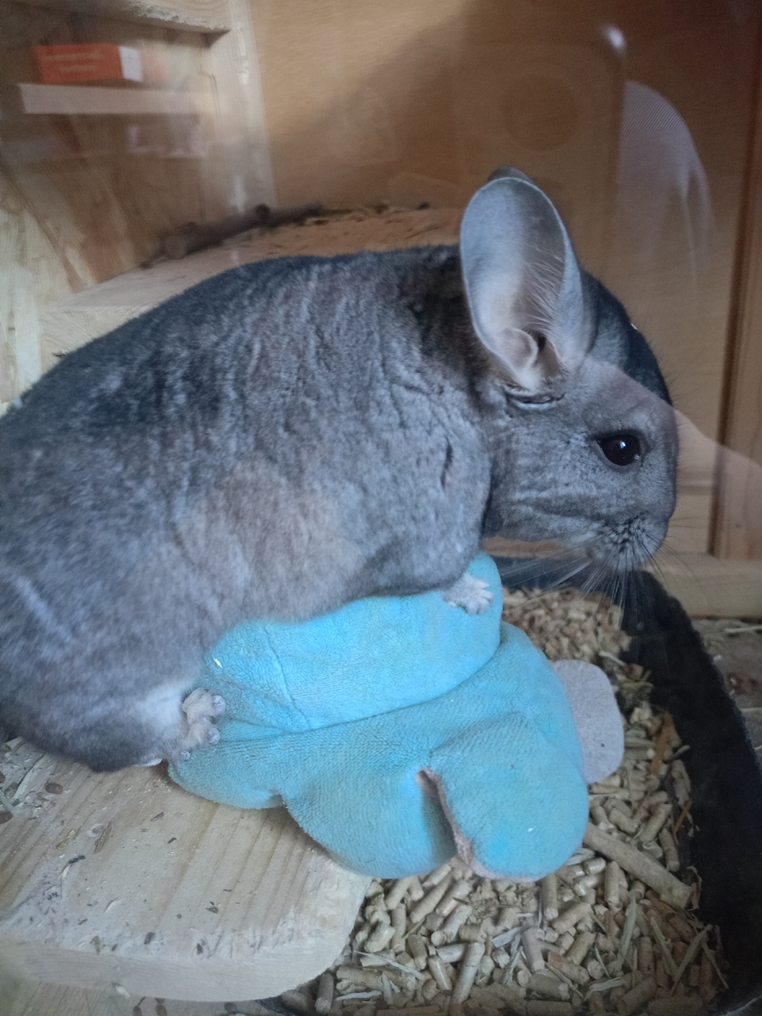 A gray chinchilla rests on a light blue plush toy inside a wooden enclosure. The enclosure's bottom is covered with wood pellets and straw. The location and city are unknown.