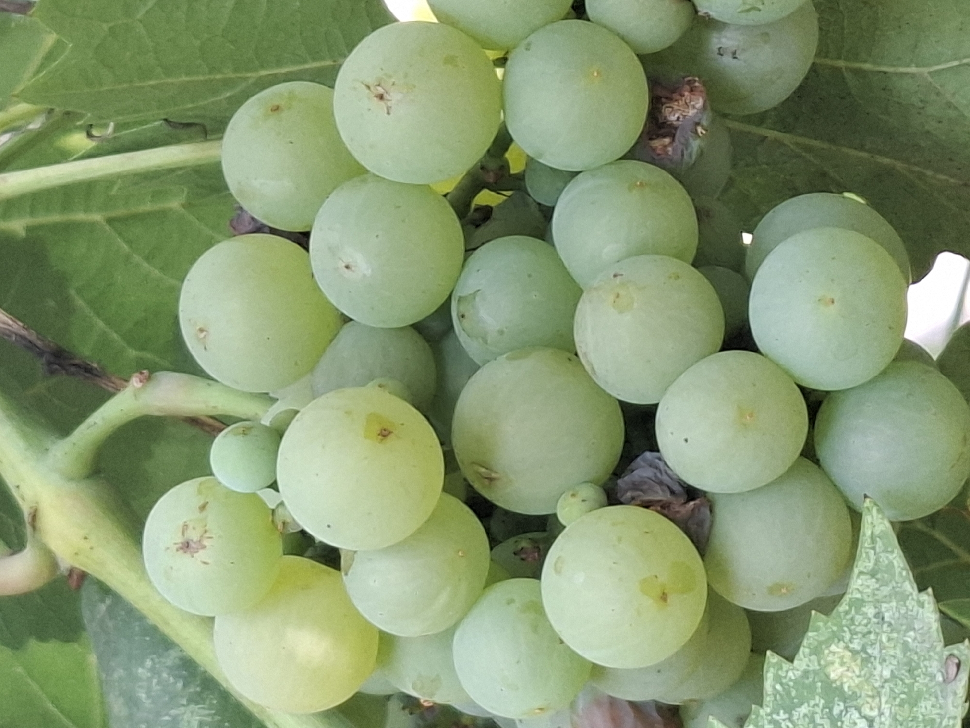 A close-up, eye-level, vertical shot shows a cluster of unripe green grapes hanging from a vine. The grapes are round and smooth, with a light green hue, and some have tiny brown marks on their surface. They are clustered tightly together, with some overlapping. In the background, large green grape leaves are visible, and a thick, woody vine runs through the upper portion of the frame. Some dried, dark organic matter is interspersed among the grapes. The lighting appears to be natural daylight, creating soft shadows. The scene is likely outdoors, potentially in a vineyard or garden.
