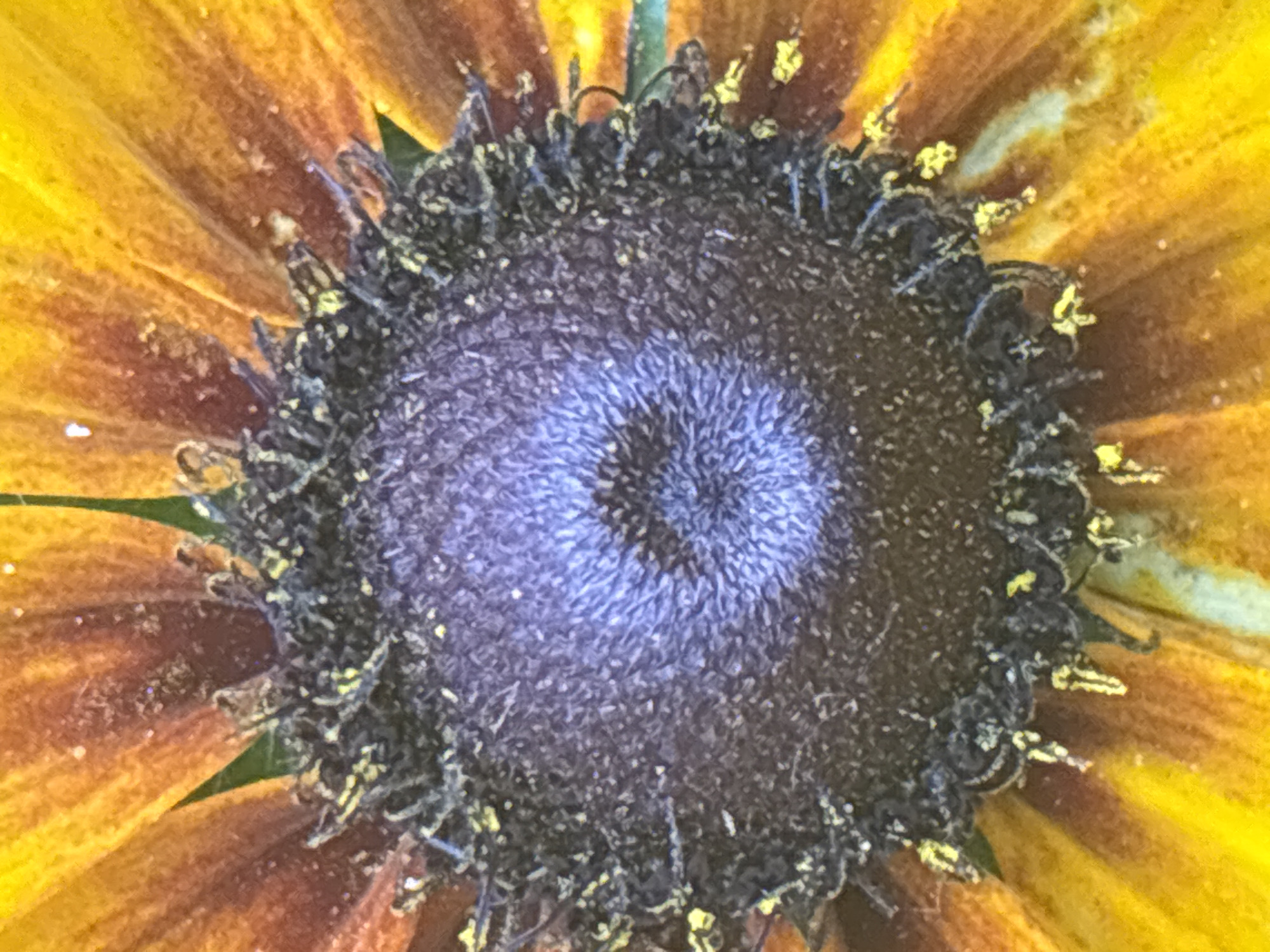 This is a close-up, high-angle shot of the center of a flower, likely a Black-Eyed Susan, set against a blurred background of yellow and orange petals. The flower's central disk is a dark, textured brown with small, spiky protrusions, and a gradient of purple hues emanates from its core, suggesting a transition from male to female reproductive parts. Scattered across the dark center and along the edges of the petals are bright yellow specks, possibly pollen or dewdrops. The image captures the intricate details of the flower's reproductive structures, highlighting its natural beauty. The location of this image in Январцев ауылдық округі, Kazakhstan, is not visually discernible from the photograph itself.