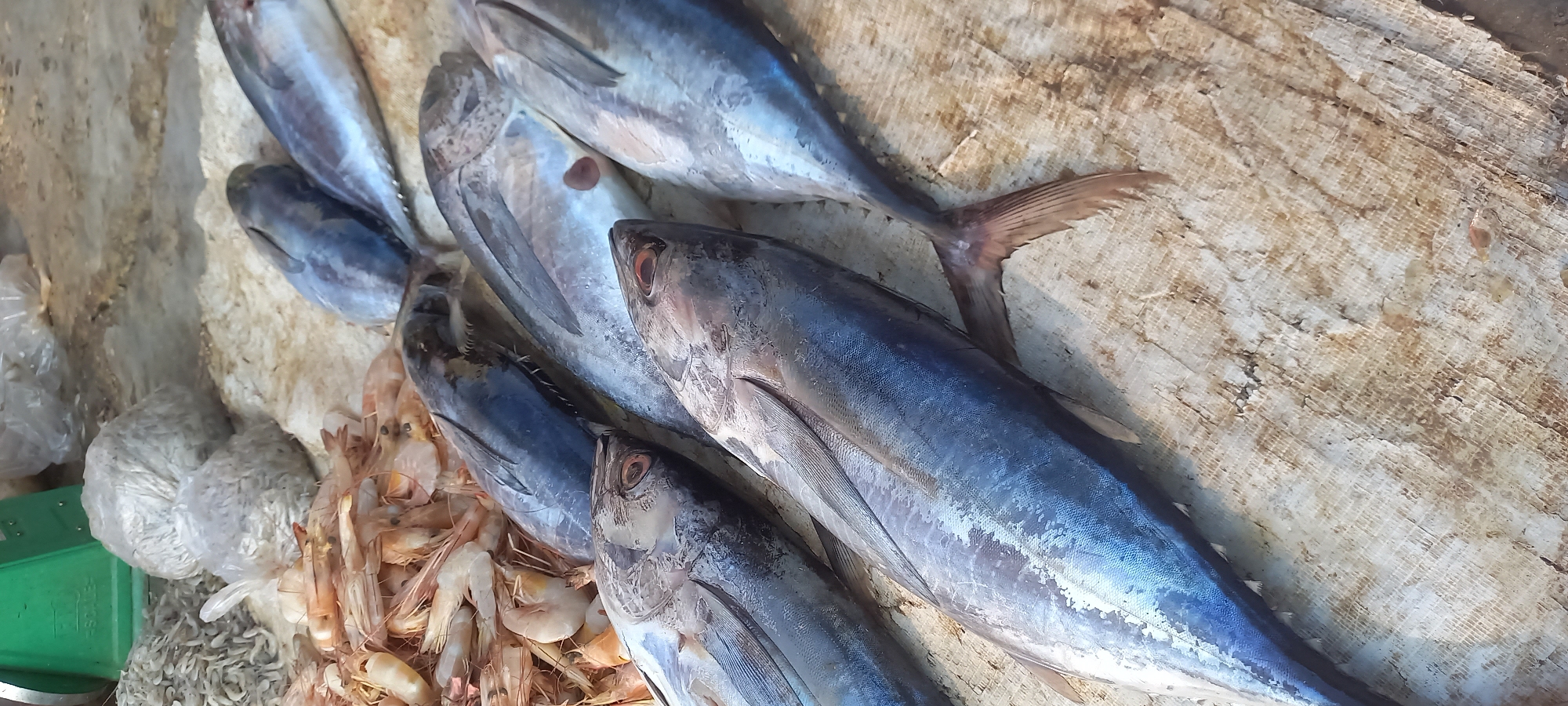 In Tenggarong, Indonesia, a marketplace scene unfolds with a display of fresh seafood. The primary subjects are several large, whole fish, likely tuna or a similar species, laid out on a textured, off-white surface. Their scales are a shimmering blue-grey, with some showing hints of silver. The fish are positioned with their heads facing left, and their bodies extend towards the right of the frame. Some of the fish have their mouths slightly open, revealing their dark interiors and the prominent, round eyes. The tails of some of the fish are visible, fanning out slightly.
To the upper left of the fish, a pile of cooked shrimp is visible. The shrimp are a pale pink-orange color and appear to be small to medium in size. Behind the shrimp, there are two plastic bags filled with small, light-colored objects, possibly dried fish or another type of seafood. A portion of a green weighing scale is visible at the far upper left corner of the image. The overall setting suggests an outdoor market stall, with the textured surface likely being a tarp or mat used to display the goods. The lighting indicates it is daytime, with the sun casting some soft shadows. There are no people or active interactions depicted in the scene.