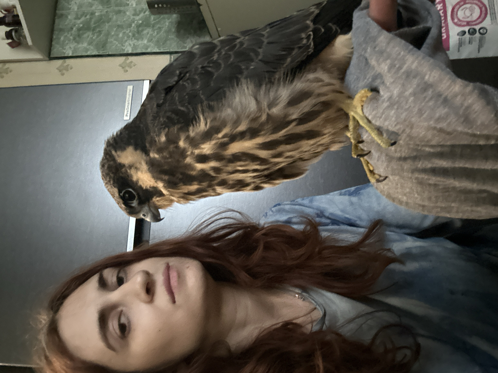 A woman with long, auburn hair and a blue tie-dye shirt is taking a selfie with a falcon perched on her arm, which is covered by a grey sleeve. The falcon has brown and tan plumage. The background appears to be indoors, with a dark appliance behind the woman and a patterned wall and shelf with containers to the right. There is no visible indication of the location being in Togliatti, Russia.