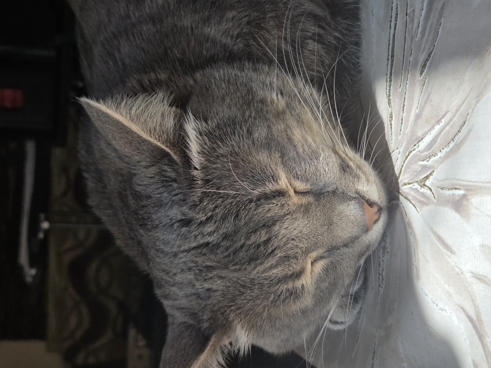 A gray cat is sleeping with its head resting on a patterned white fabric. The cat's head is close to the right edge of the frame, and part of its body extends to the left. The scene appears to be indoors. The city and exact location are not discernible from the image.