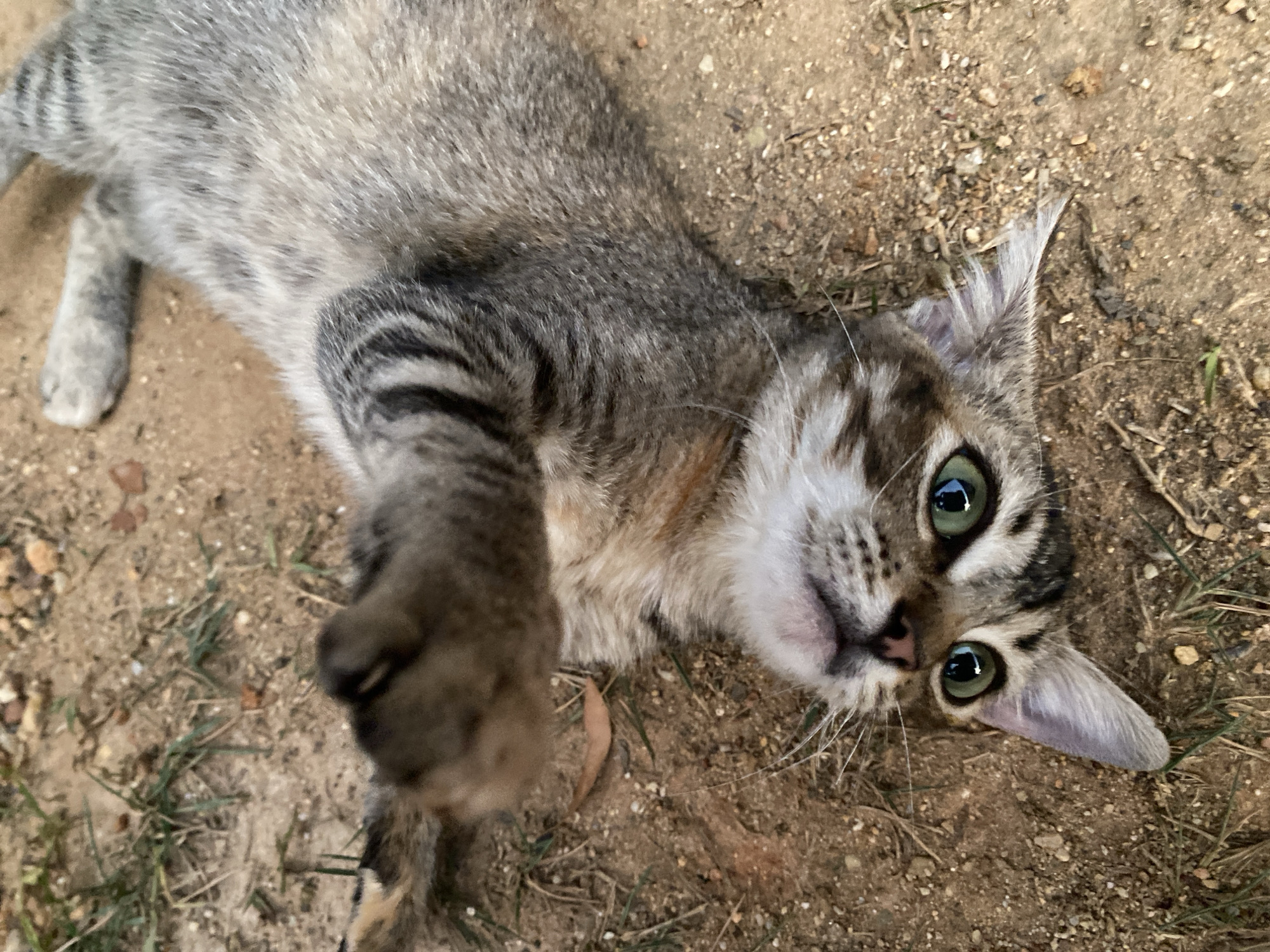 A young, gray tabby cat is lying on its back on a dirt ground. The cat has dark stripes on its head and torso and green eyes. The ground has some small rocks and sparse grass. The location is Tinaquillo, Venezuela.