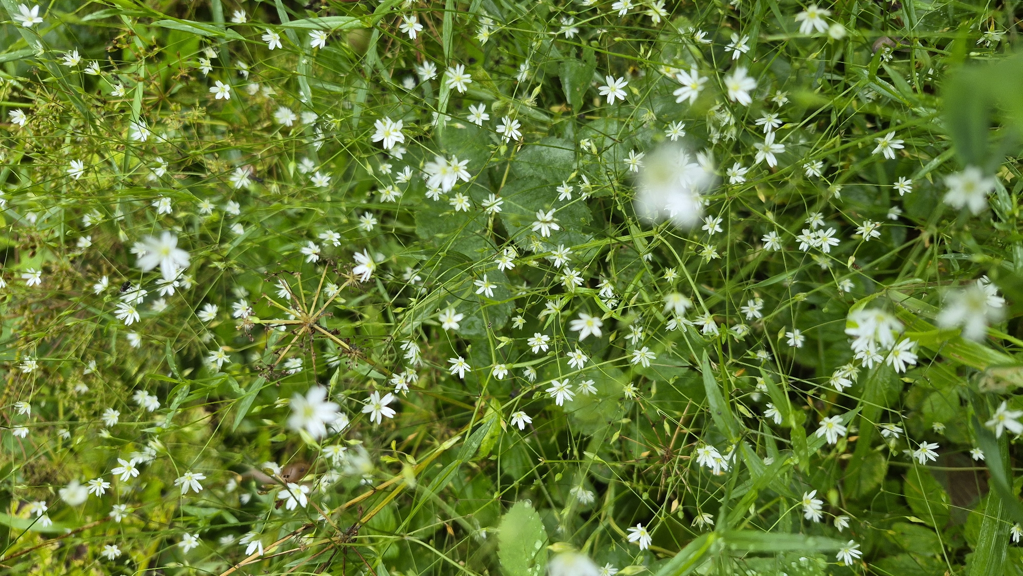 The image depicts a dense ground cover of small white flowers with green stems and leaves, characteristic of a meadow or uncultivated area. Some of the flowers are in sharp focus, revealing delicate white petals, while others are blurred, suggesting depth of field. The overall impression is of a natural, lush environment. There are no people, animals, or man-made objects visible in the scene. The setting appears to be outdoors, likely a natural landscape within Ļūbaste 0001, Latvia.