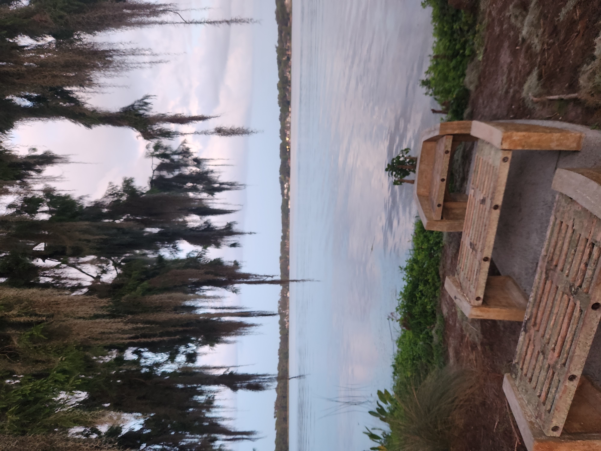 The image depicts a serene waterfront scene, likely in Winter Park, Florida. Spanish moss hangs from the branches of trees in the foreground, creating a natural canopy over a view of a wide, calm body of water. The water reflects the muted colors of the sky, which is a blend of pale blue and soft clouds. Along the distant shore, a treeline is visible, with hints of houses or buildings nestled among the foliage. In the immediate foreground, two rustic wooden benches are arranged, suggesting a place for quiet contemplation of the water. Lush green vegetation borders the water's edge, and the ground around the benches is covered with pine needles and scattered dry leaves. The overall atmosphere is peaceful and natural, characteristic of many waterfront locations in the Winter Park area.