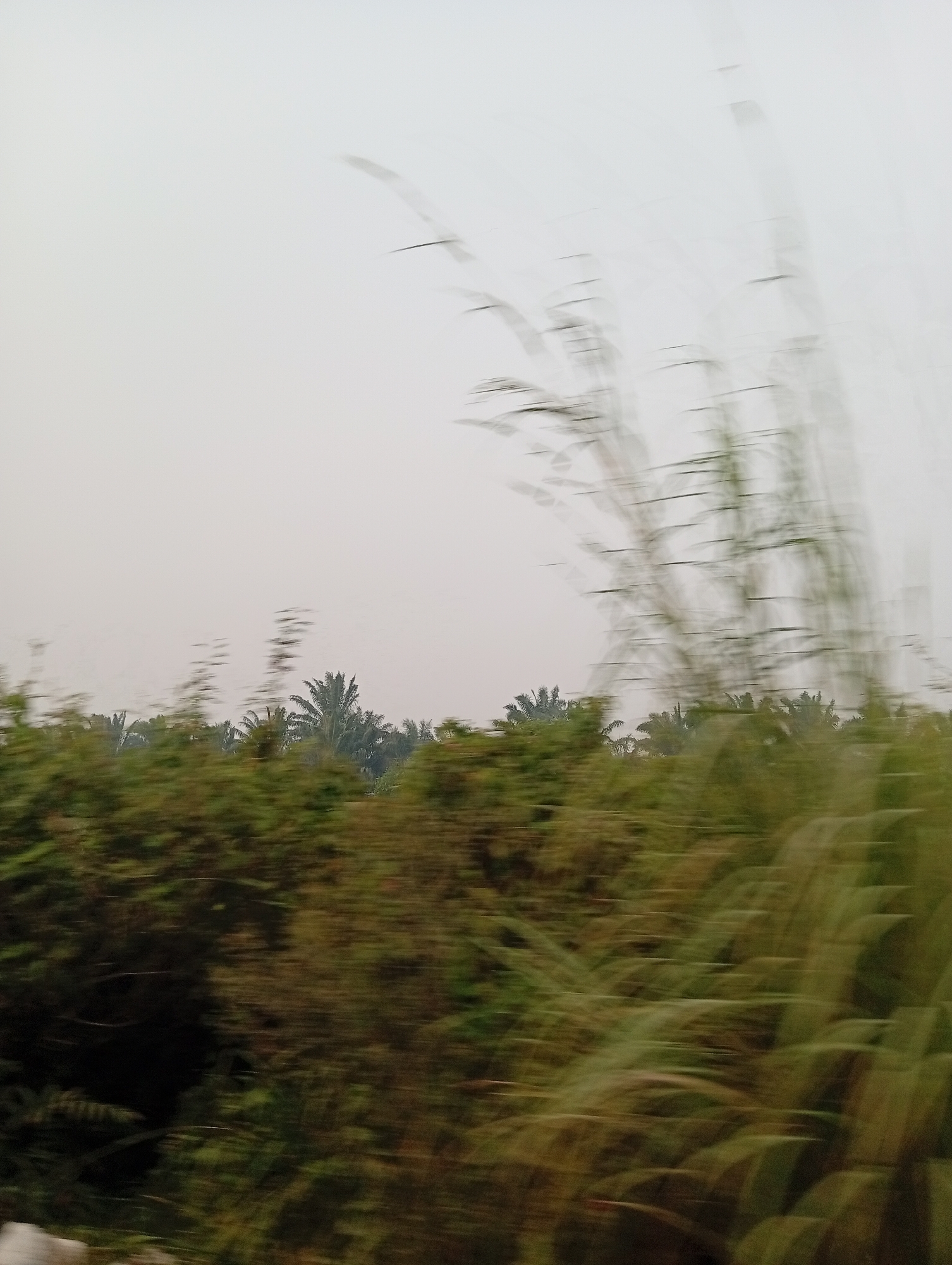 The image depicts a blurry, motion-blurred view of a tropical landscape, likely Kualu, Indonesia. The scene is dominated by dense, green foliage and palm trees, suggesting a rural or natural setting. The sky is overcast and hazy, a common atmospheric condition in tropical regions. In the foreground, tall grasses or reeds are blurred by movement, indicating the photograph was taken from a moving vehicle. The overall impression is one of speed and the fleeting beauty of a tropical environment.