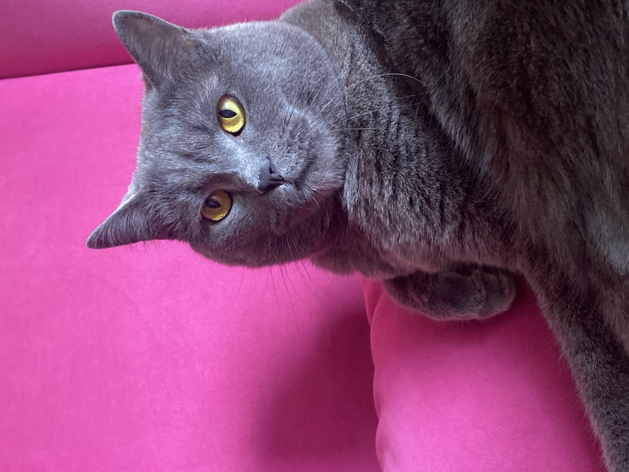 A gray cat with yellow eyes lies on a pink surface. The cat is positioned diagonally across the image, with its head tilted towards the lower left corner. The surface appears to be soft and cushioned. No information about Votkinsk, Russia is discernible from the image.