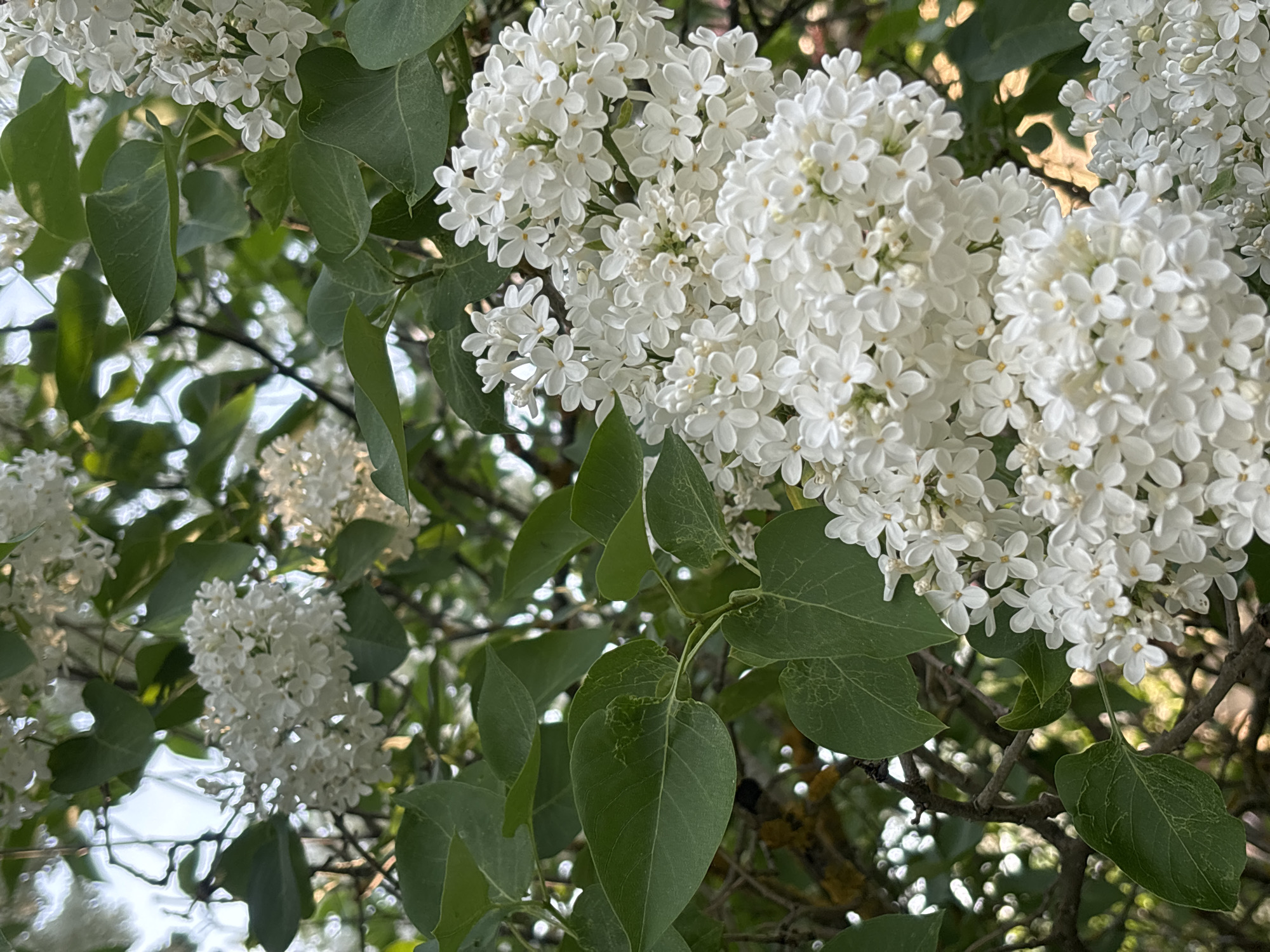The image presents a close-up view of a flowering shrub, likely a lilac, with clusters of white blossoms. The leaves are predominantly green and interspersed among the flowers. Branches are visible behind the flowers and leaves, with some areas suggesting dappled sunlight. The location of Мещёры, Russia is not discernible based on the visible information.