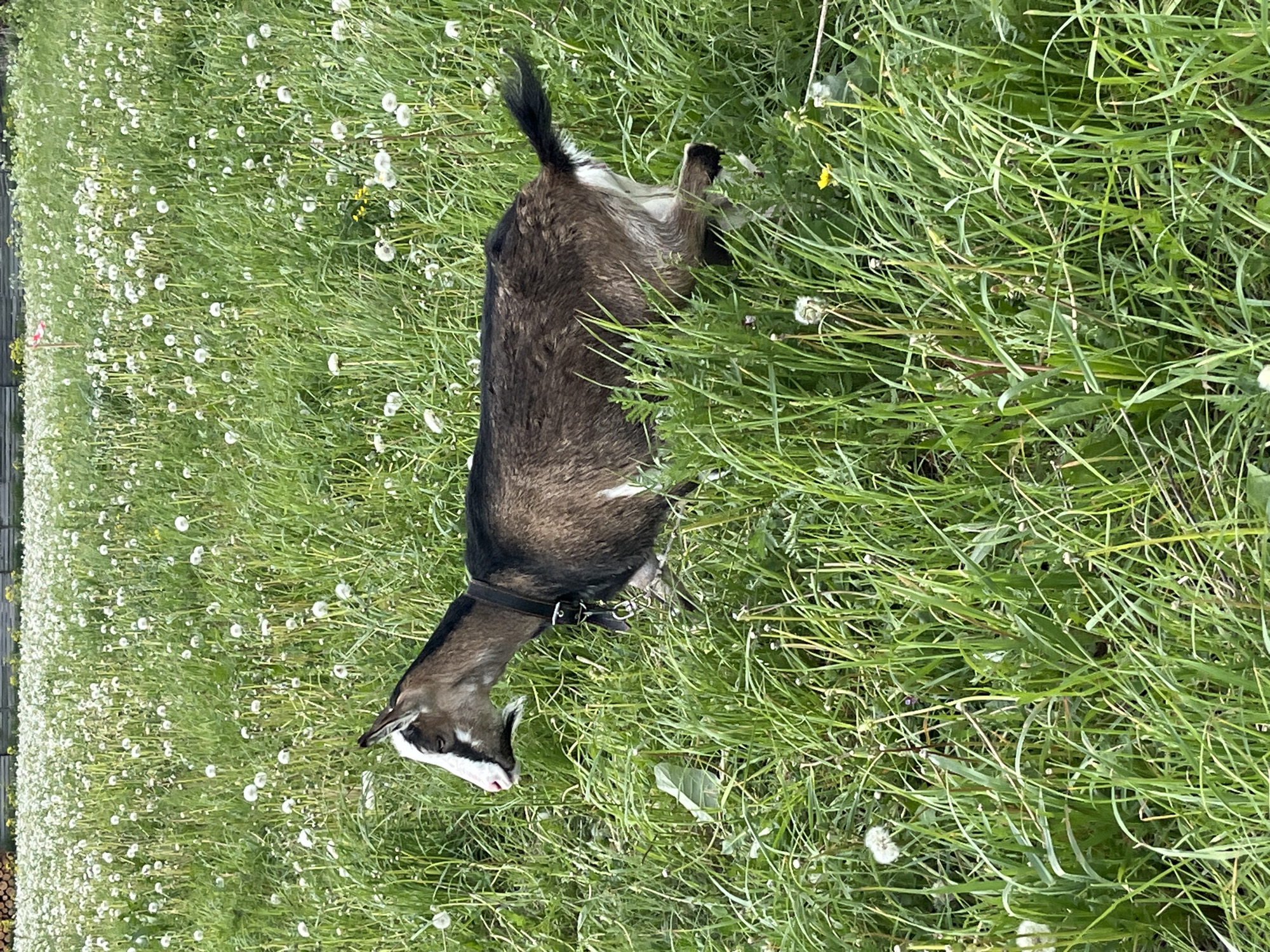 A goat with a black collar lies in a field of grass and dandelions. The goat has brown and black fur on its body, and a white and black face. The grass is green and the dandelions are white. The location of the image cannot be determined to be in the city of Ludorvay, Russia.