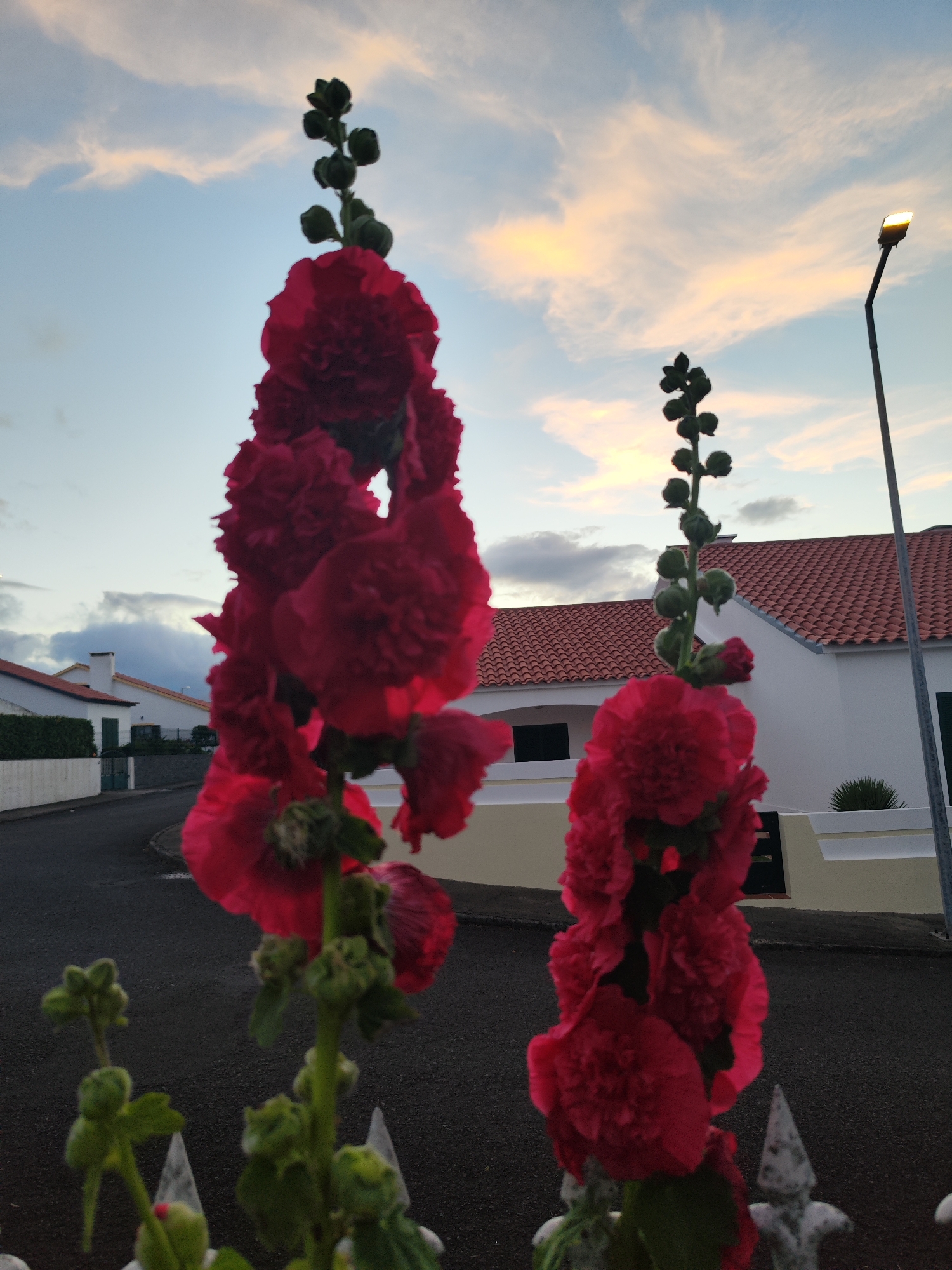 Two tall stalks of red hollyhock flowers dominate the foreground, with one stalk slightly out of focus to the left and the other in sharp focus to the right. The flowers are a deep pinkish-red, with many ruffled petals. Above the main blooms on the right stalk are several unopened green buds. The background shows a street in a residential area. White houses with red tiled roofs are visible, along with a paved road and a street lamp that is illuminated. The sky above is a soft blue with streaks of pale orange and pink clouds, suggesting either dawn or dusk. In the lower foreground, a white decorative fence is partially visible. The setting appears to be Pico da Pedra, Portugal.