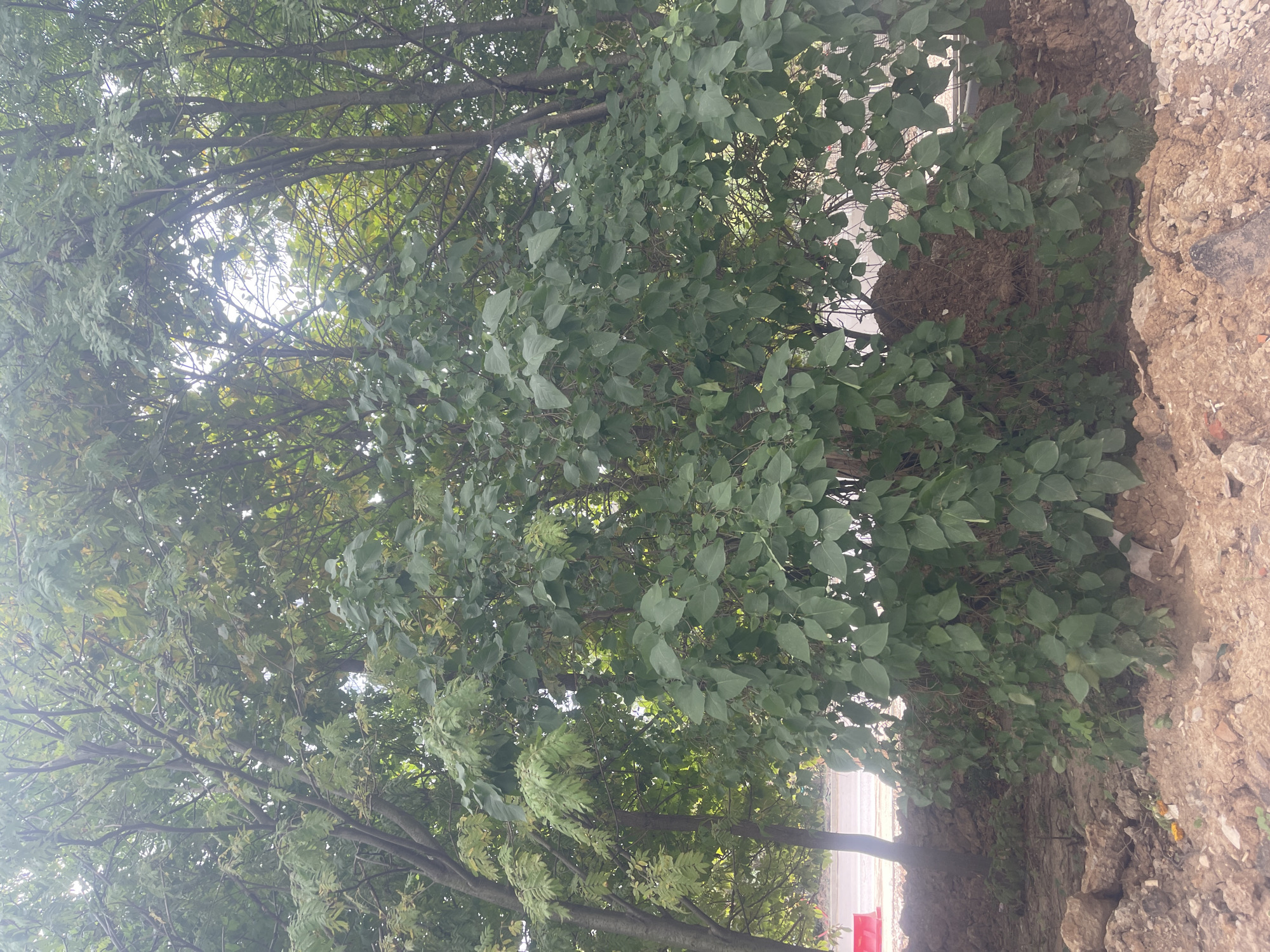 The image depicts a dense, overgrown area with mature trees and thick undergrowth. In the foreground, there is rough, disturbed earth mixed with rocks and debris. A pile of dark soil is visible behind the vegetation. In the background, a street or road can be seen with a red barrier. The foliage is predominantly green, with some signs of autumnal yellowing on some leaves. The scene appears to be located in an outdoor urban environment, possibly a park or undeveloped land within the city of Khimki, Russia. No people or animals are present in the frame. The lighting suggests an overcast or hazy day.