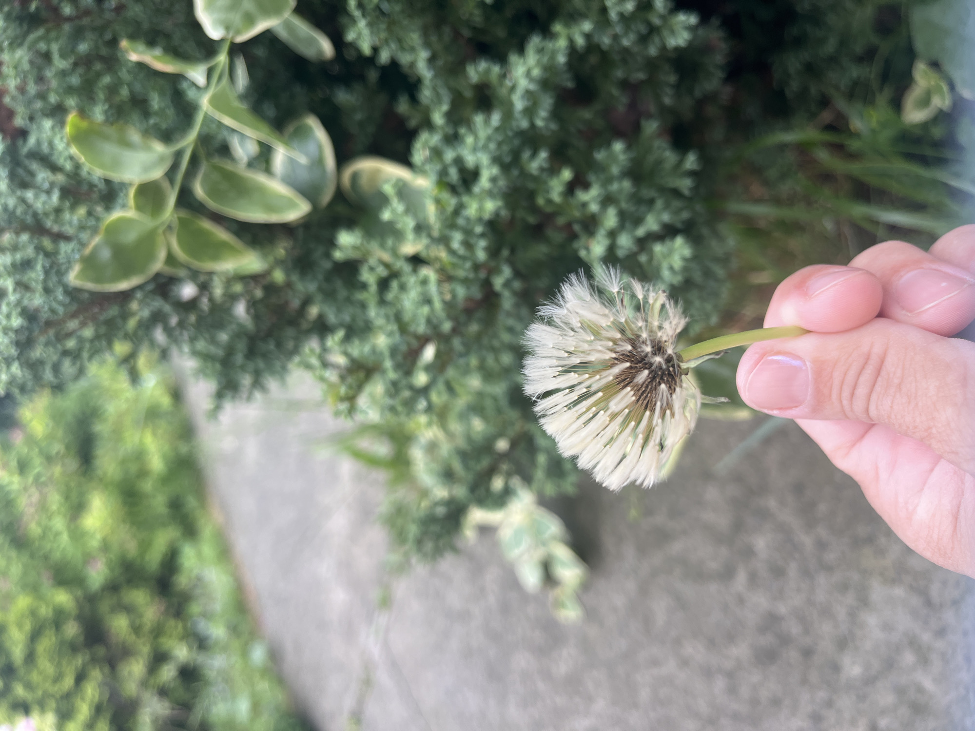 A close-up, slightly tilted image captures a person's right hand gently holding a partially de-seeded dandelion puff. The hand, with visibly clean nails on the fingers and thumb, cradles the green stem of the dandelion. The dandelion itself is predominantly white, with numerous delicate, feathery seed parachutes still attached to its brown central head, indicating some seeds have already dispersed.
The background depicts an outdoor setting, likely a garden or natural area in Onokivtsi, Ukraine. In the upper left, there's a plant with rounded, light green leaves featuring lighter margins, trailing downwards. Behind and around this, a dense, dark green, bushy plant or shrub provides a textured backdrop. Below the hand and dandelion, a grey, possibly concrete or paved surface is visible, blurring into the foreground. The scene is illuminated by natural light, suggesting it is daytime. The image conveys a simple moment of interaction with nature. There is no visible text.