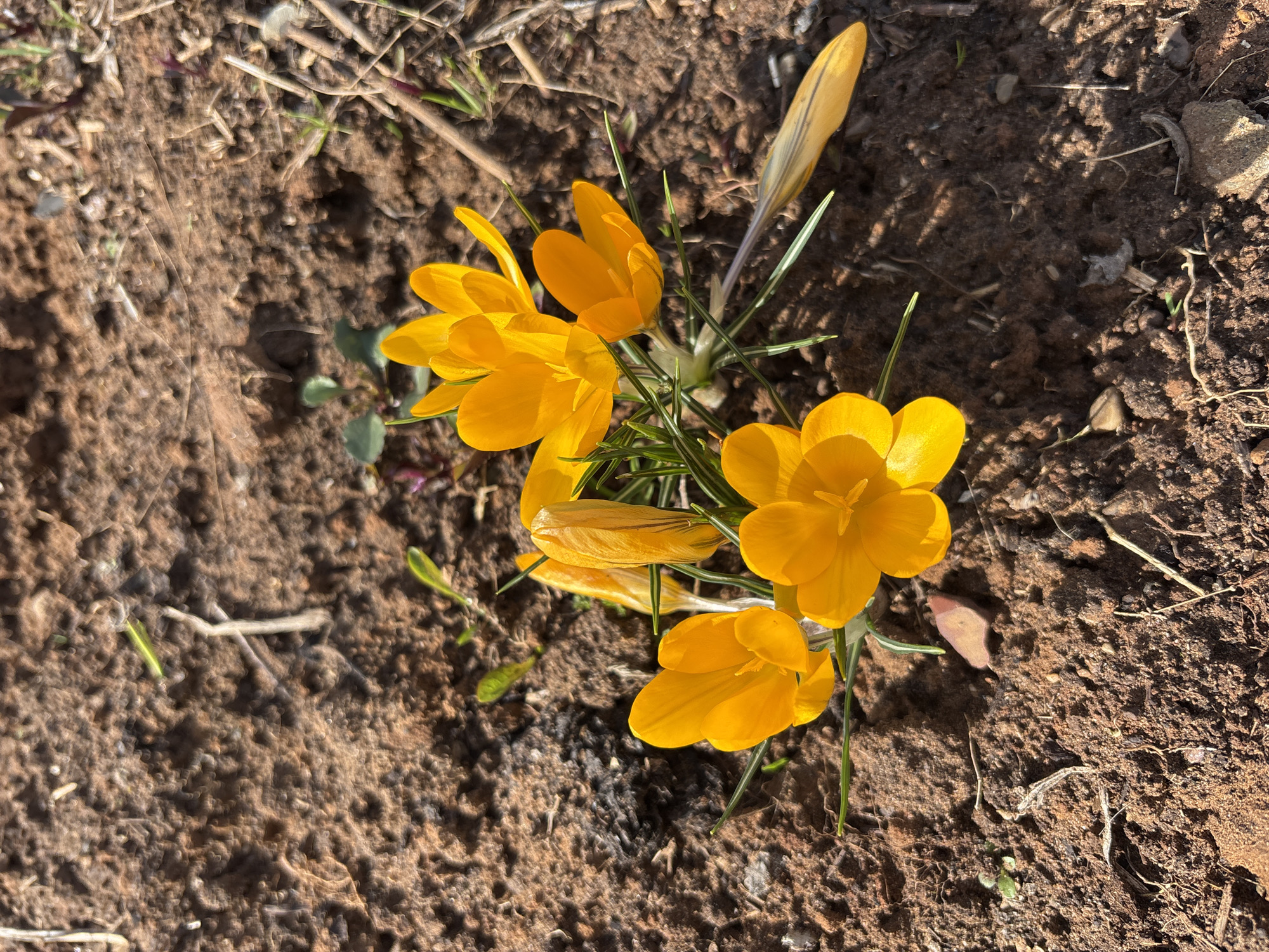 The image shows a cluster of yellow crocus flowers growing in brown soil. The scene is illuminated by sunlight. The location is not identifiable from the image content. There are no people visible, and no interactions are occurring. The focus is on the flowers and their immediate surroundings.