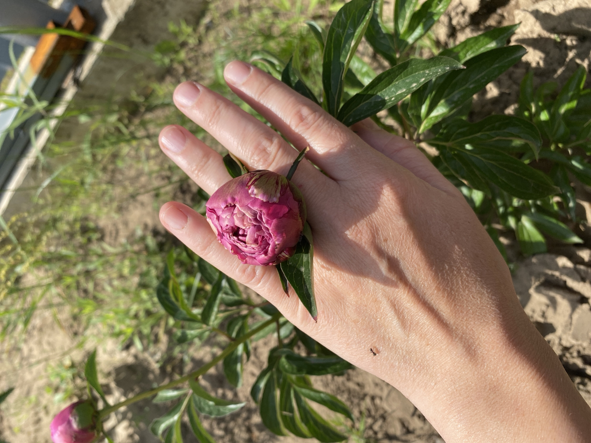 A hand with a pink peony bud resting on its palm is held up in focus in the foreground of the image. The hand is lightly tanned, and there are visible veins on the back. An ant is visible on the palm of the hand. The peony bud is tightly closed and a deep pink color, with some green at the base. Behind the hand, the plant's green leaves and stems are visible, along with dry, light-brown soil. In the background, out-of-focus greenery and a concrete structure are visible. The scene appears to be outdoors on a sunny day. The image does not contain any identifying information related to the city of Chaikovsky, Russia.