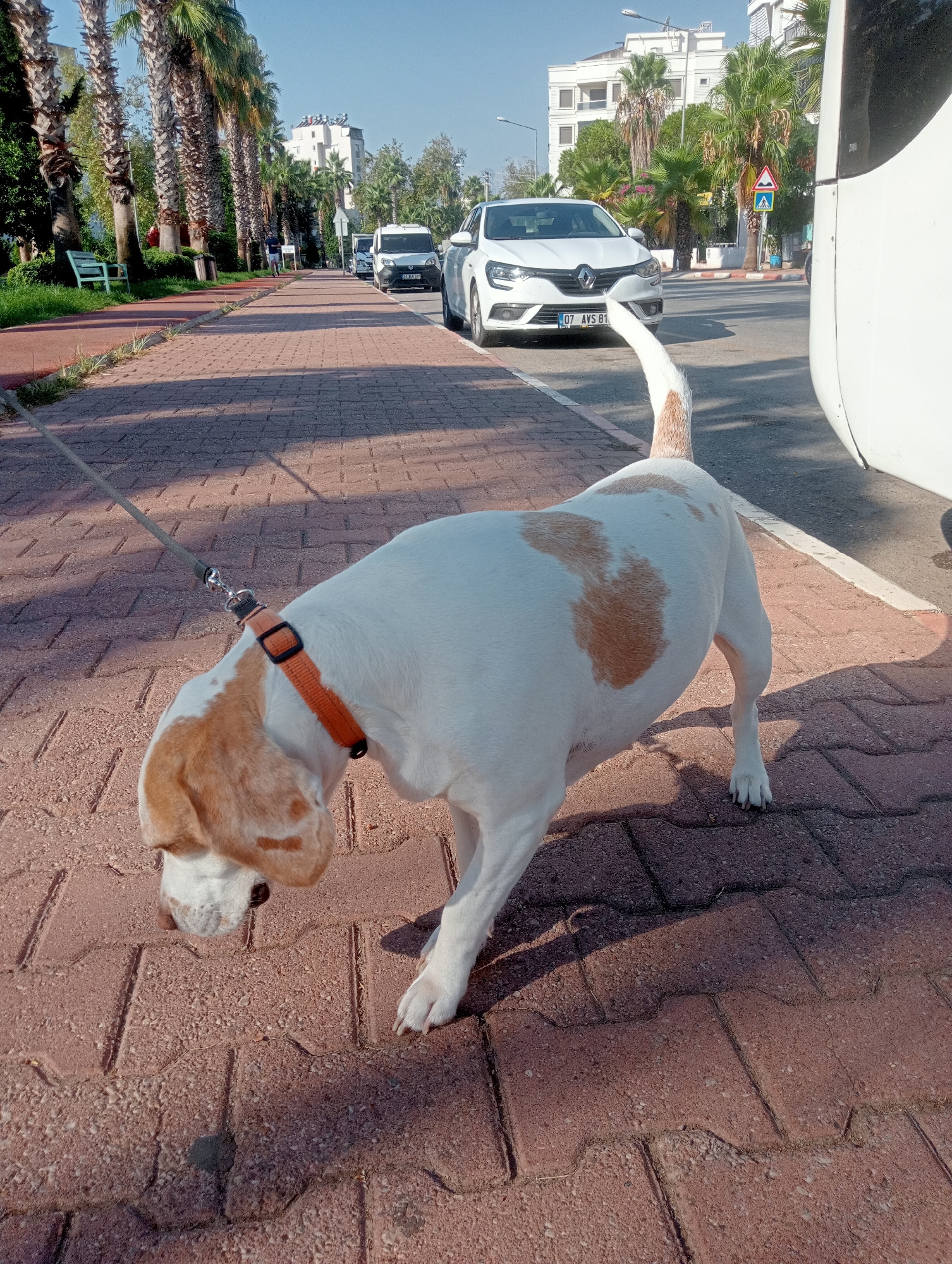 The image depicts a white and tan dog on a red brick sidewalk in Antalya, Turkey, near a street lined with palm trees and modern buildings. The dog, wearing an orange harness and a leash, is the primary subject, positioned in the foreground and looking downwards. A white vehicle and a portion of a larger white vehicle are visible on the street. The environment suggests a sunny day with clear blue skies, and shadows are cast on the sidewalk by the trees and vehicles.