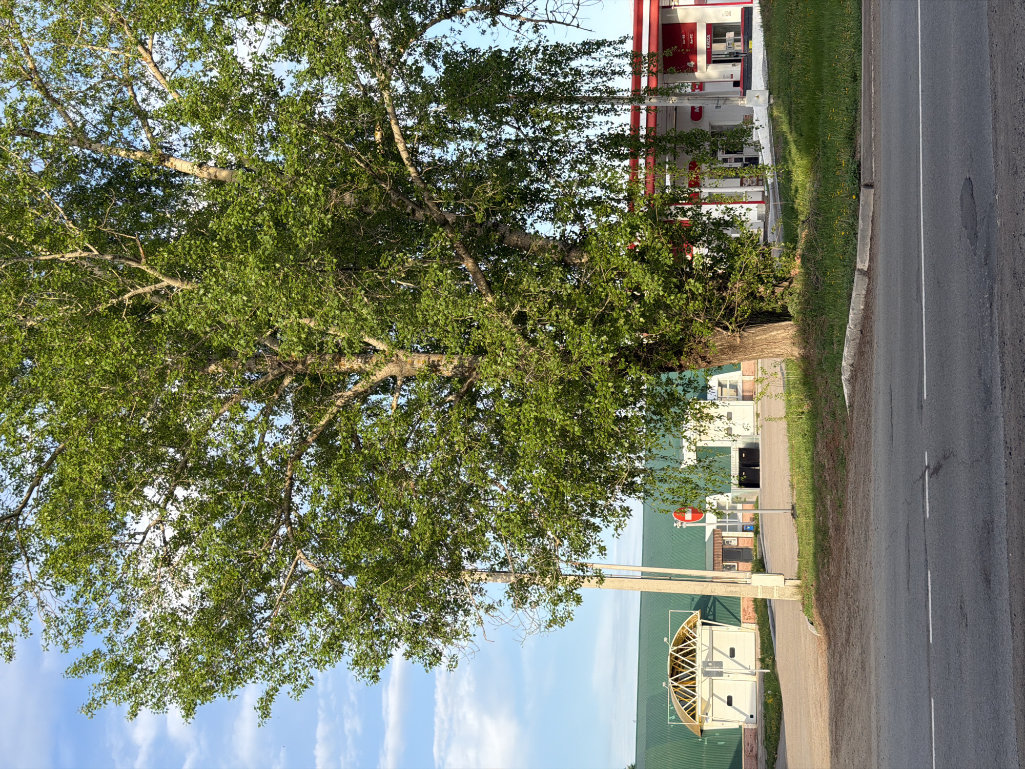 The image shows a street scene in what is purportedly the city of Chaikovsky, Russia. A large tree with green foliage dominates the left side of the frame, obscuring part of the background. A roadway runs along the right side, with a painted double-line divider. Buildings of different architectural styles are visible along the street: A gas station with red and white colors and signage in Russian and a low industrial-type building with a green roof. On the side of the road there is a traffic sign. The sky is visible in the upper left corner, showing a few clouds. The image appears to have been taken during daylight hours.