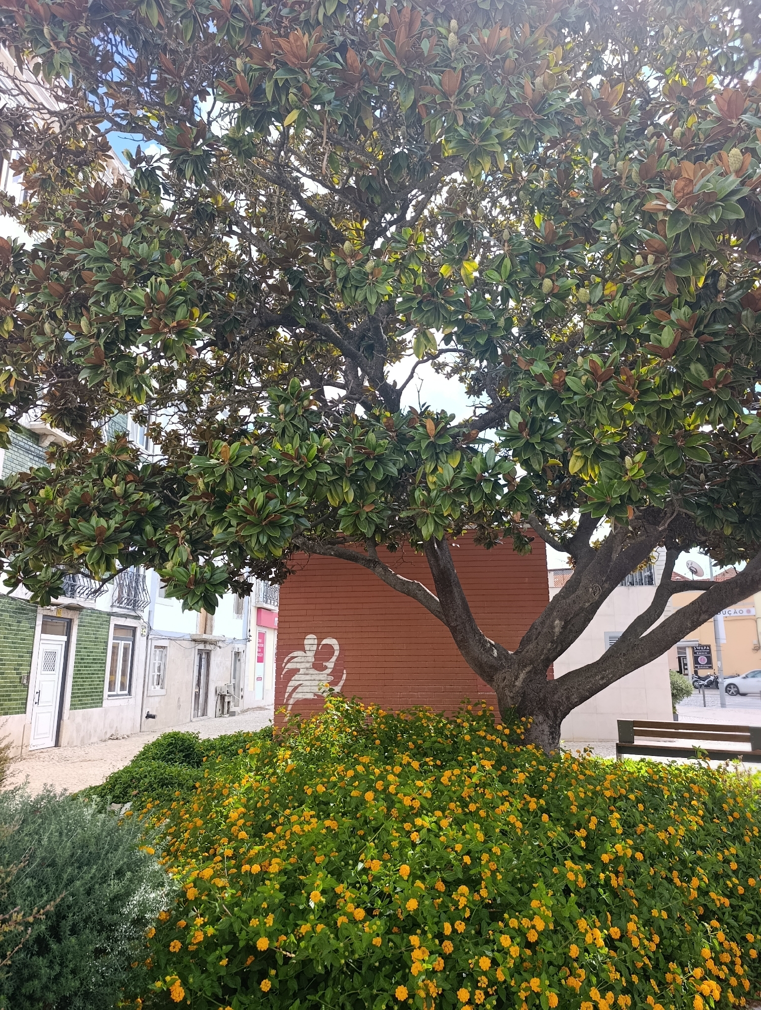 The image shows a street scene in Setúbal, Portugal, featuring a large tree with green and brown leaves, its thick trunk branching out towards the sky. The tree is situated in front of a red brick wall adorned with a white graffiti drawing of a stylized bird. At the base of the tree, a dense bush with small yellow flowers and green leaves creates a vibrant contrast.
To the left of the tree and wall, several buildings are visible. The closest building has green tiled walls and a white door. Adjacent to it are other buildings with light-colored facades and windows, some featuring balconies. The street in front of the buildings is paved with cobblestones.
To the right of the tree, a wooden bench is positioned, suggesting a public area. In the background, there are more buildings, one of which has a sign that appears to say "EDUCAÇÃO". A white car and a motorcycle are parked on the street in the distance, and some pedestrians are barely visible further down the road. The sky is partly cloudy. The overall impression is a sunny day in an urban environment.