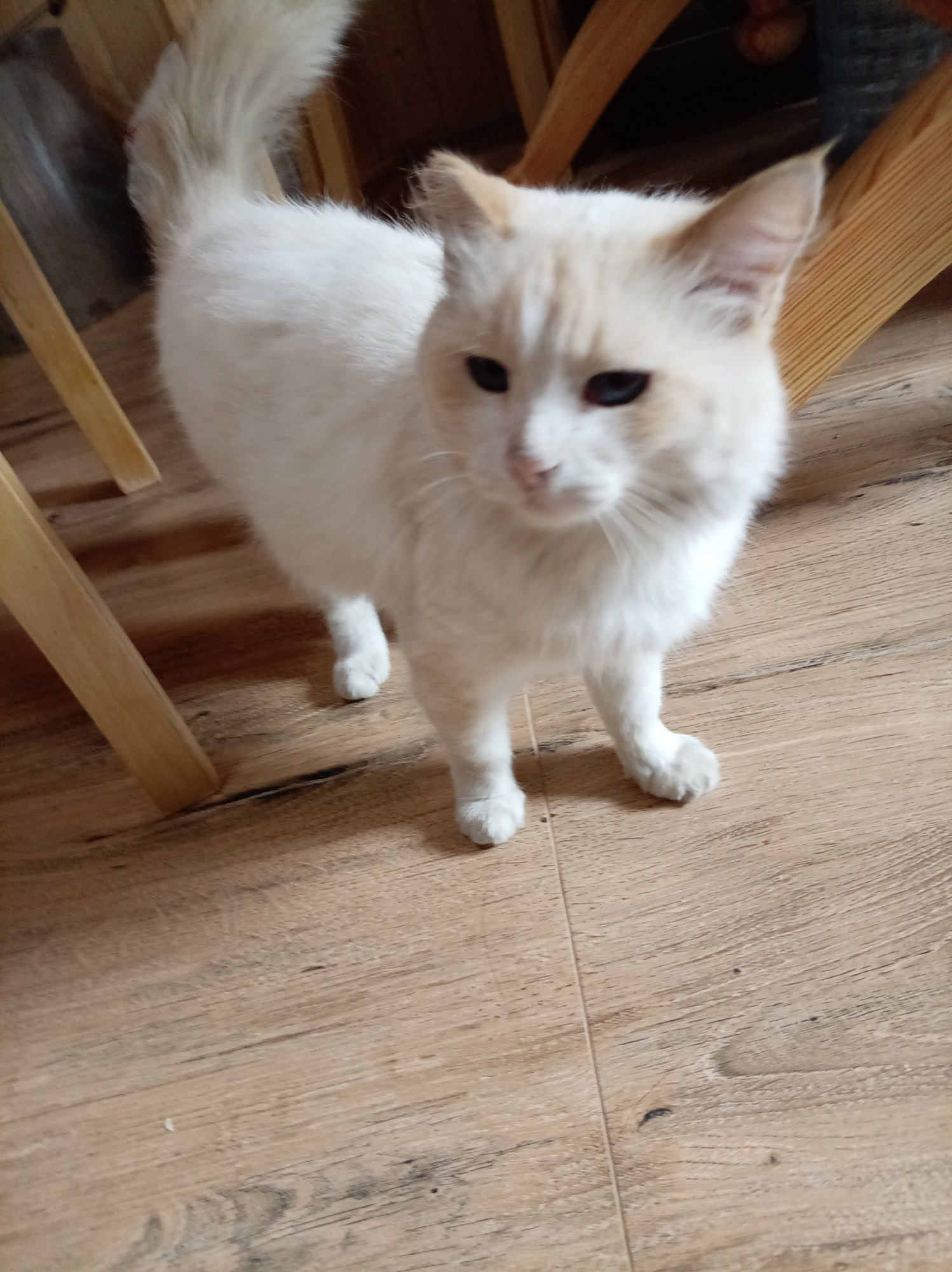 A white cat with light brown markings on its head and tail stands on a wooden floor. The cat is looking towards the right side of the frame. The floor has a light wood grain pattern. Wooden chair legs are visible on the left and right sides of the image. The background is blurred, showing dark shadows and the texture of wooden furniture. The image appears to be an indoor photograph taken in natural light. The specific location within the city of Oktyabrsk, Russia cannot be determined from the image itself.