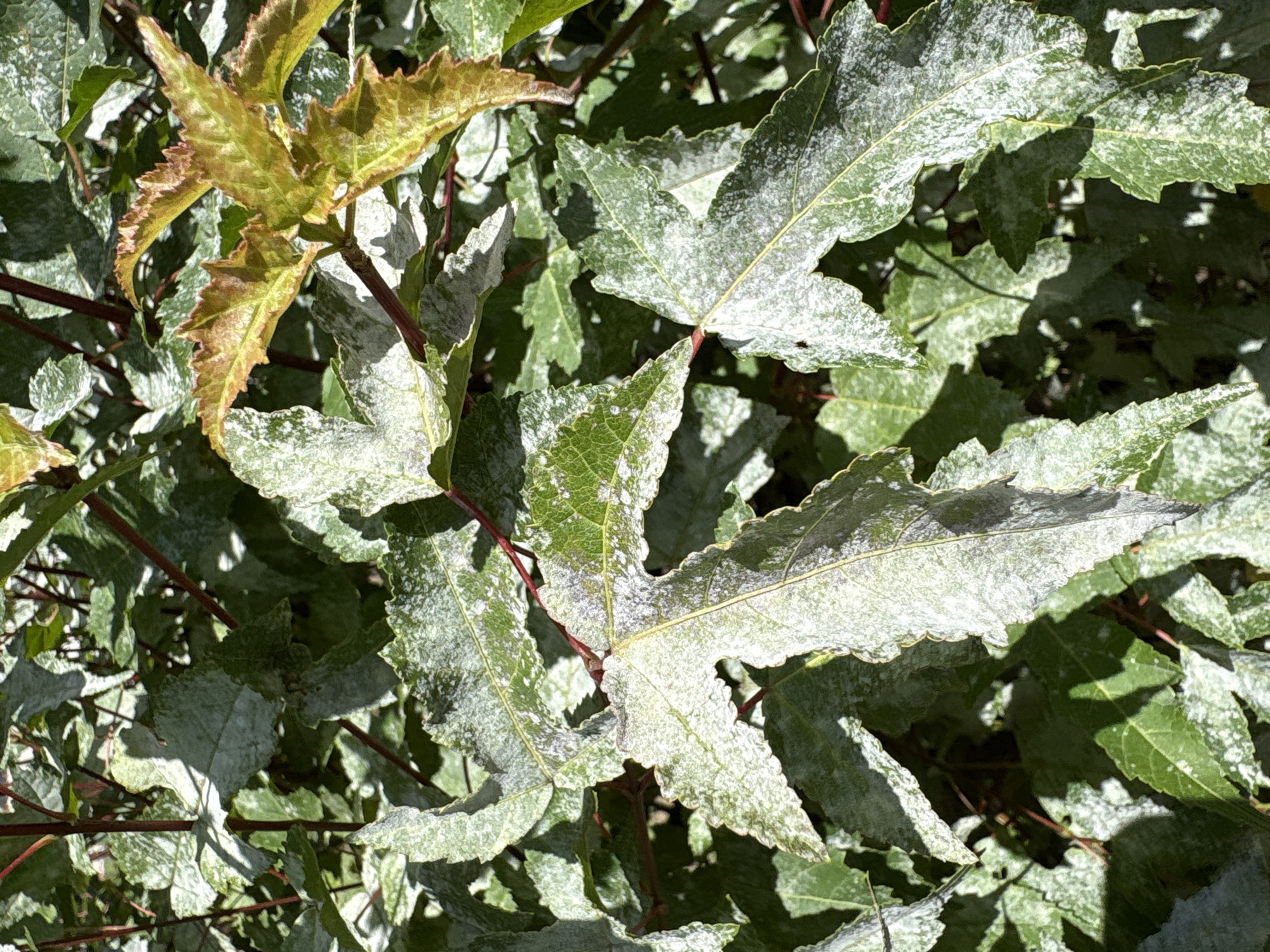 The image shows a close-up view of a plant with green and slightly yellowish leaves. Many of the leaves are covered with a white powdery substance, indicative of a fungal disease such as powdery mildew. The stems of the plant are reddish-brown. The lighting suggests it is daytime, with sunlight casting shadows on the foliage. There are no people or man-made objects visible in the frame. The image does not contain any information that would indicate its location in Vitsebsk, Belarus.