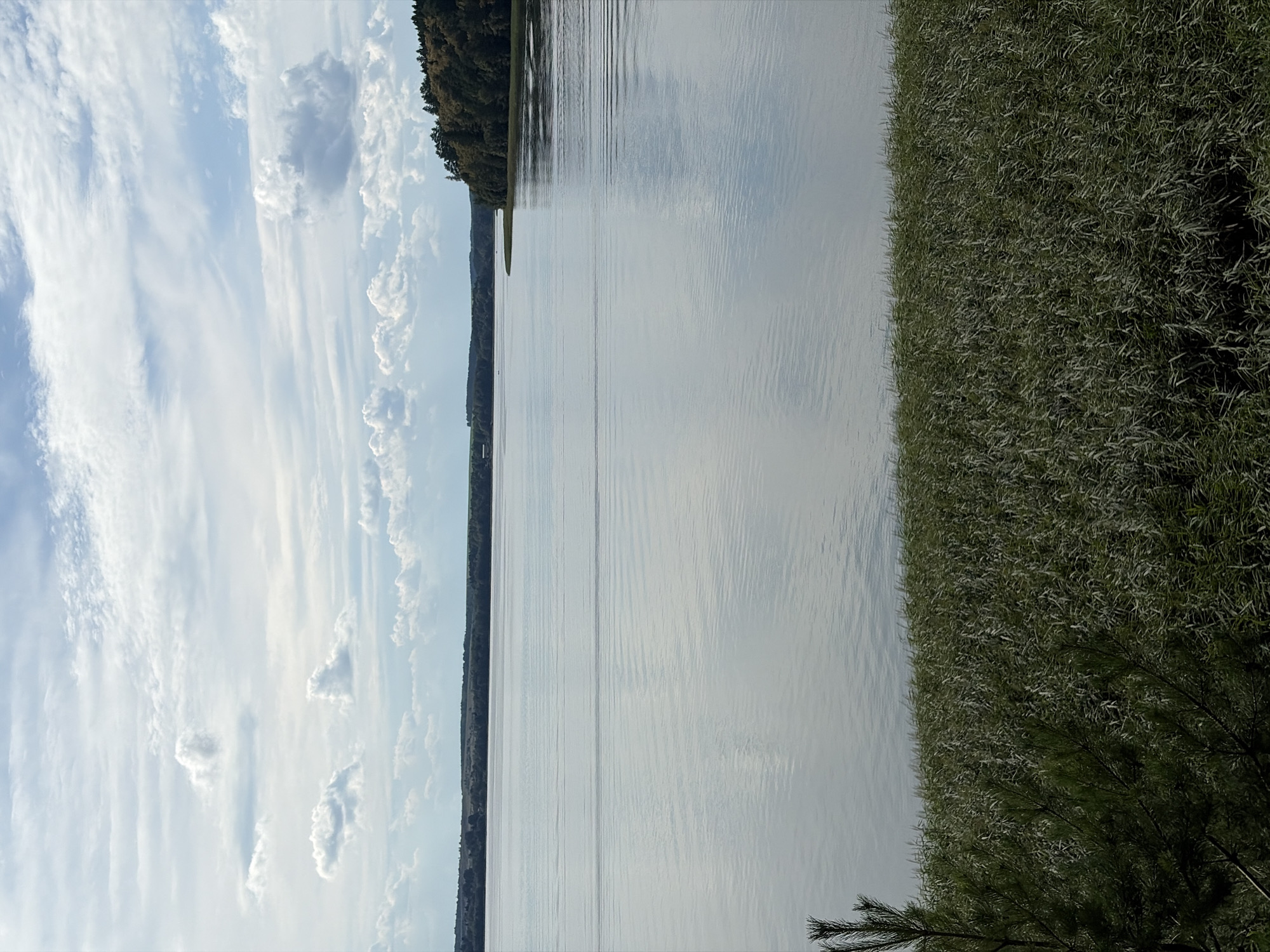 The image depicts a serene lake scene with a dense reed bed in the foreground, likely located near Votkinsk, Russia. The calm water reflects the sky, which is partially filled with fluffy white clouds against a pale blue backdrop. The distant shore is lined with trees, suggesting a natural, undeveloped area. The overall impression is one of tranquility and natural beauty.