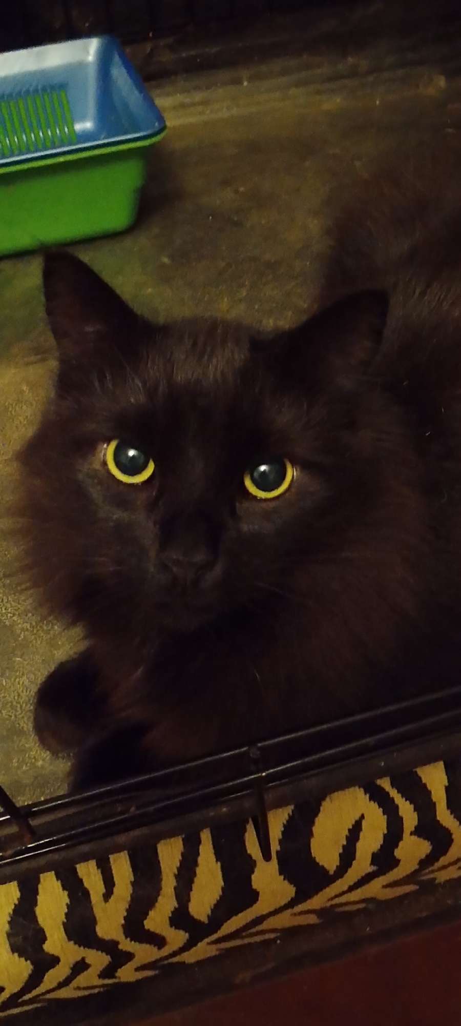 The image is a close-up shot of a black cat with bright yellow eyes. The cat's fur appears long and fluffy. It is looking directly at the camera. The cat is partially obscured by what appears to be the edge of a cage or enclosure with a black and yellow striped pattern. In the background, to the left, a blue and green plastic object, possibly a pet bed or litter box, is visible. The overall lighting is dim. The image does not provide any information about the location in Belgorod, Russia.
