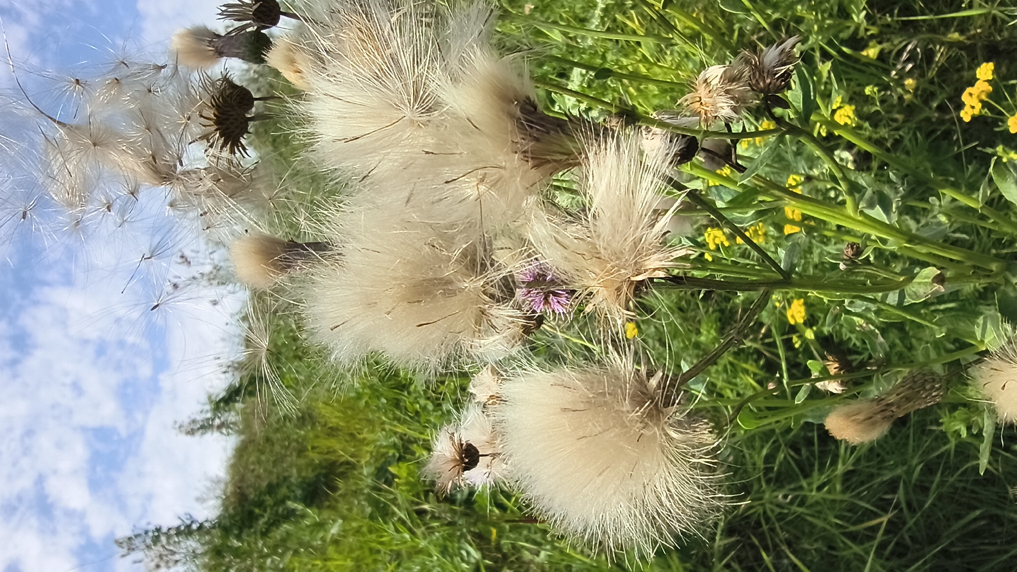 A close-up, low-angle shot captures the fluffy seed heads of thistles against a backdrop of green foliage and a blue sky with white clouds. The foreground is dominated by several large, wispy thistle seed heads, appearing light beige and white, with visible stalks and some dried, brown flower remnants. Smaller yellow wildflowers are scattered among the green plants in the midground. In the background, a dense line of green trees and bushes stretches across the horizon. The scene is devoid of any human presence or activity. The image appears to have been taken outdoors in a natural environment, likely a field or meadow, which could be located in or around Mikhaylovka, Russia.