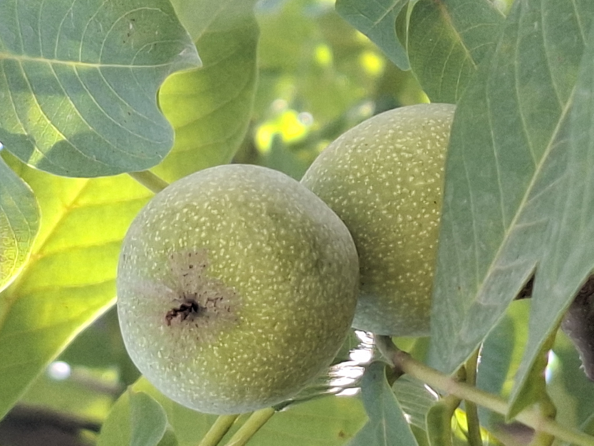 This is a close-up, eye-level, outdoor, natural light photograph of two unripe green walnuts hanging on a branch amidst lush green leaves. The walnuts are round and covered in tiny speckles, with a small dark indentation at the top of the upper walnut. The leaves are broad and veined, with some showing sunlight filtering through them, creating bright yellow highlights. The background is a blur of greens and yellows, suggesting a heavily foliated area. There are no people, animals, or man-made structures visible in the image. The image does not provide any specific geographical information to identify a location within the city of Almaty, Kazakhstan.
