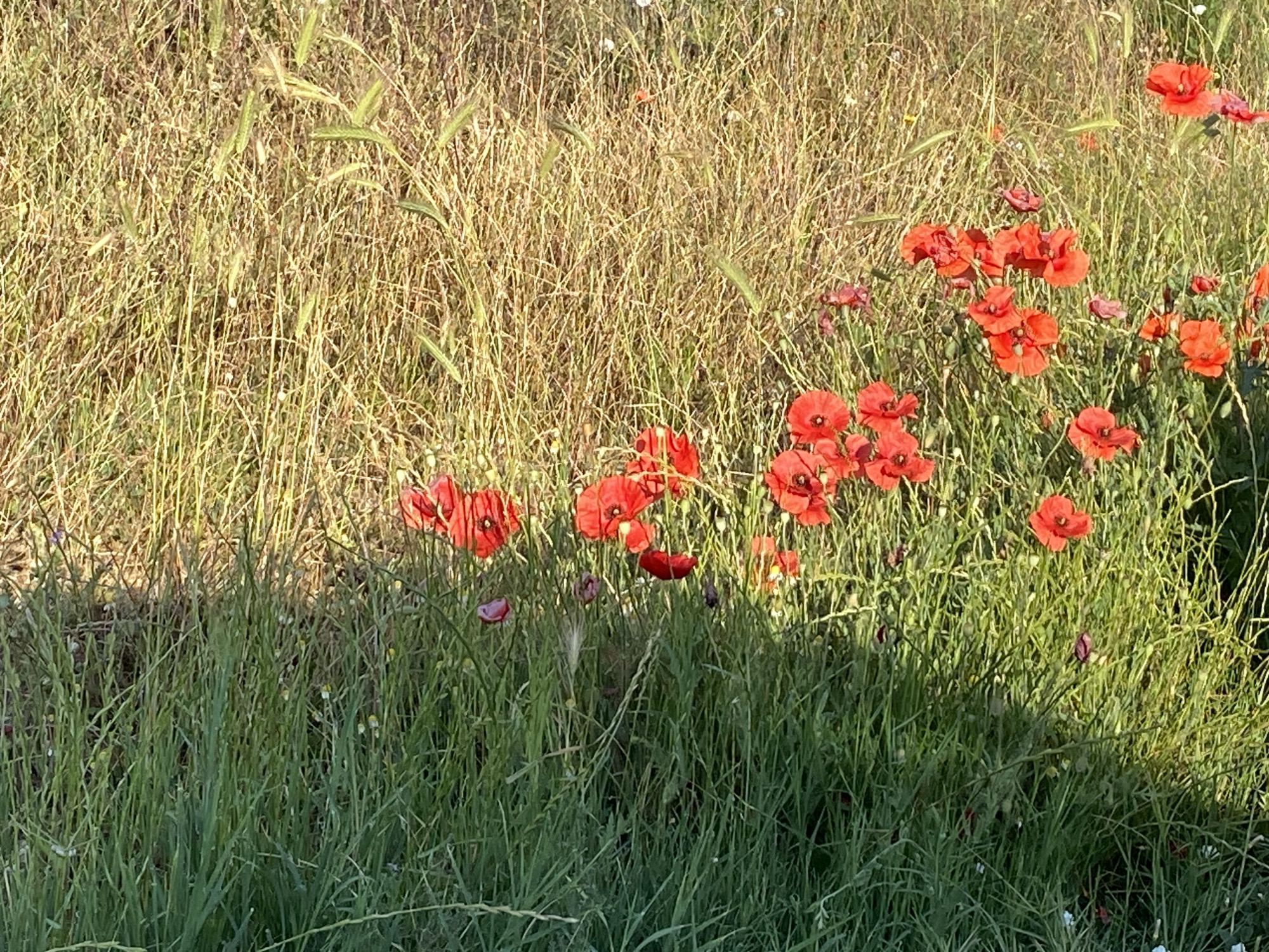 The image depicts a vibrant field in Belo Pole, Bulgaria, under natural sunlight. The scene is dominated by a clear horizontal division: the upper portion features predominantly dry, golden-brown grasses and straw-like vegetation, with scattered green seed heads. The lower portion transitions into dense, lush green grass. Numerous red common poppies (Papaver rhoeas) are scattered throughout the mid-ground and foreground, concentrated more densely in the lower-right quadrant. These poppies exhibit bright red petals and typically dark centers; some are fully open, while others appear as buds or partially unfurled. The lighting suggests strong sunlight, likely from the late afternoon or early morning, casting defined illumination on the vegetation and poppies, particularly highlighting the red hues. No human figures, animals, or artificial structures are present in the frame.