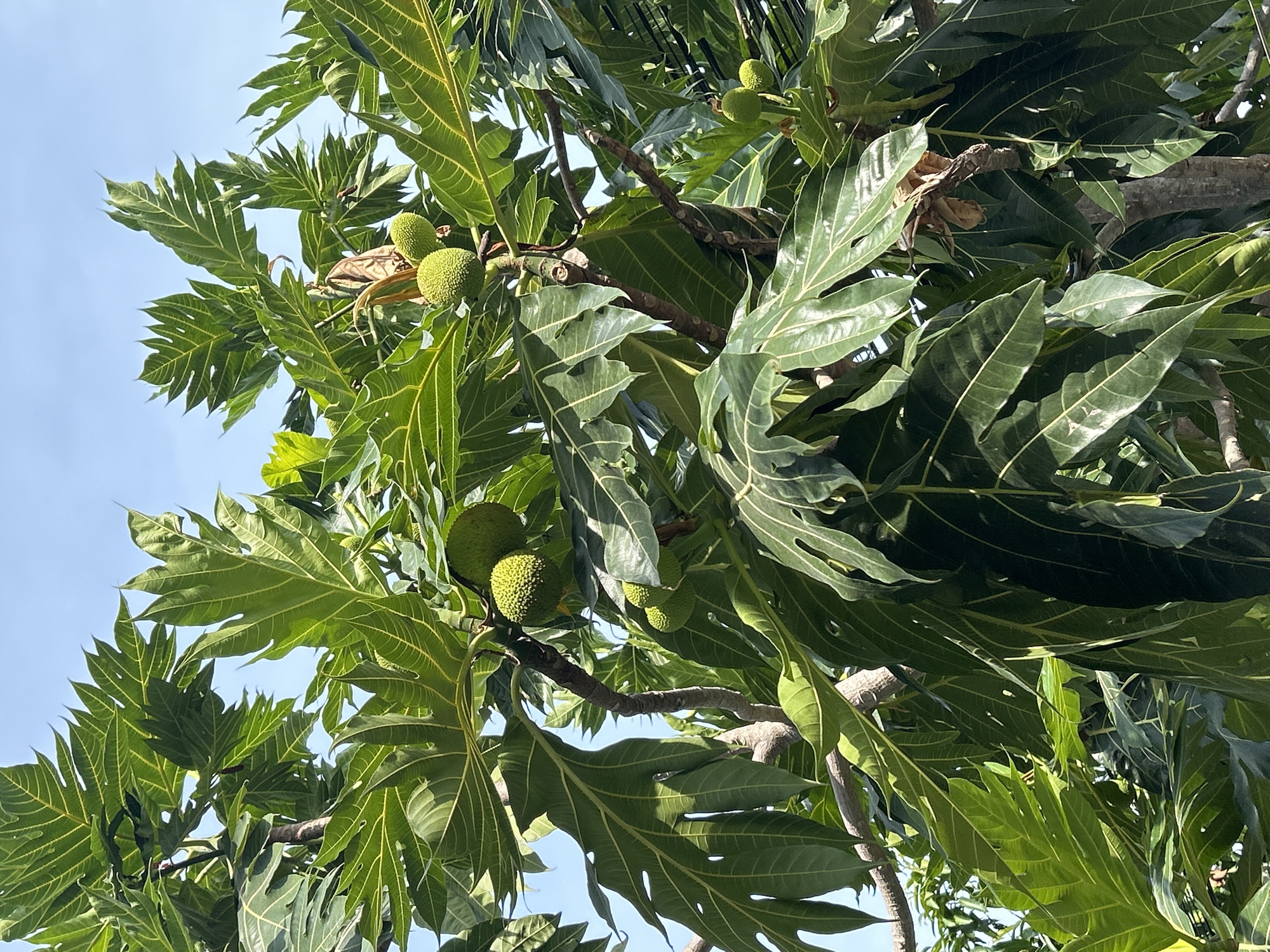 A close-up, eye-level shot of a breadfruit tree laden with green fruit and large, lobed leaves. The image captures a section of the tree against a bright blue sky. The leaves are a vibrant green with prominent, lighter green veins. Several round, bumpy green breadfruits are visible among the foliage, some hanging from branches. The tree trunk is thick and textured, with smaller branches extending outwards. The scene is lit by sunlight, casting some shadows on the leaves. The overall impression is one of lush greenery and abundant fruit. The location is identified as Nam Nha Trang Ward, Vietnam.