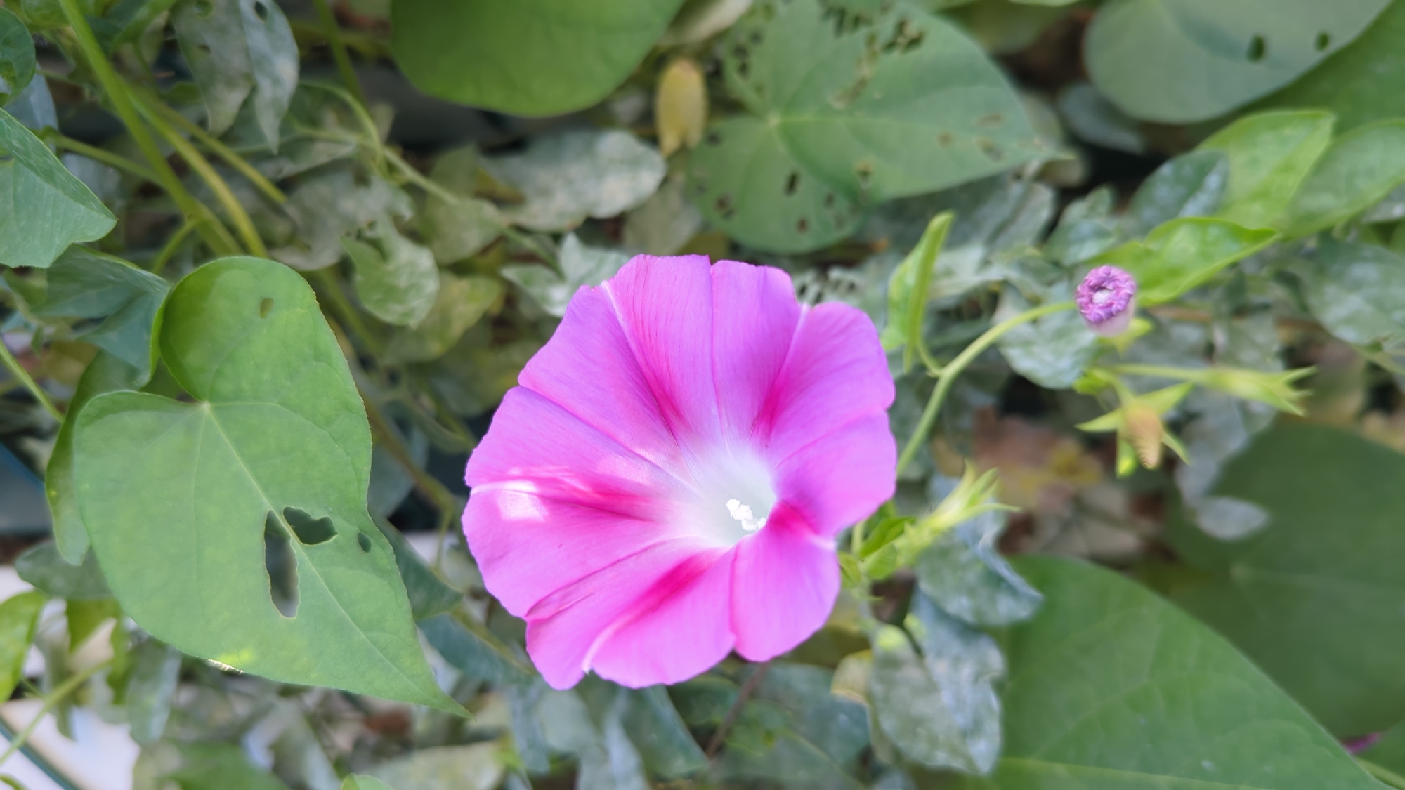 A vibrant pink morning glory flower is in full bloom, its trumpet-shaped petals unfurling to reveal a white center with delicate stamens. The flower is surrounded by lush green leaves, some of which show signs of being nibbled or damaged. The background consists of more foliage and thin vines, suggesting a garden or natural setting. The lighting indicates it is daytime, with soft sunlight illuminating the scene. This image was taken in Montreal, Canada.