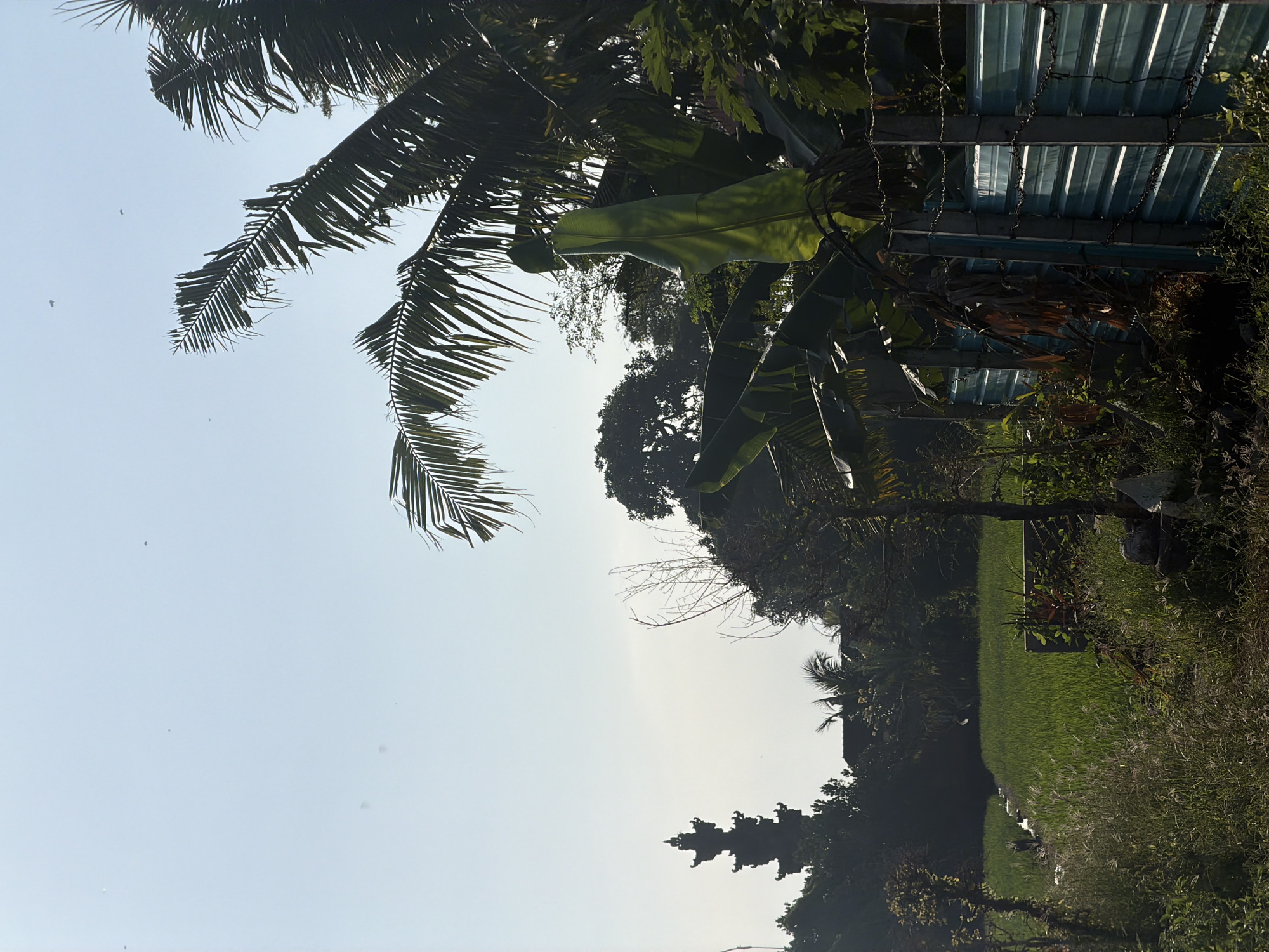 The image depicts a view of a lush green rice paddy field in the city of Mengwi, Indonesia, under a clear, pale blue sky. In the background, a tall, dark, tiered tower, possibly a temple or monument, is silhouetted against the sky. Dense foliage, including palm trees with large fronds and banana plants with broad leaves, surrounds the rice field and the tower. A light blue corrugated metal fence with barbed wire strung along its top runs across the right side of the frame, separating the viewer from the vegetation. The foreground consists of overgrown grass and weeds. Several small, dark specks, likely birds or insects, are visible in the sky. The scene appears to be a rural or semi-rural landscape, characterized by agricultural land and tropical vegetation.