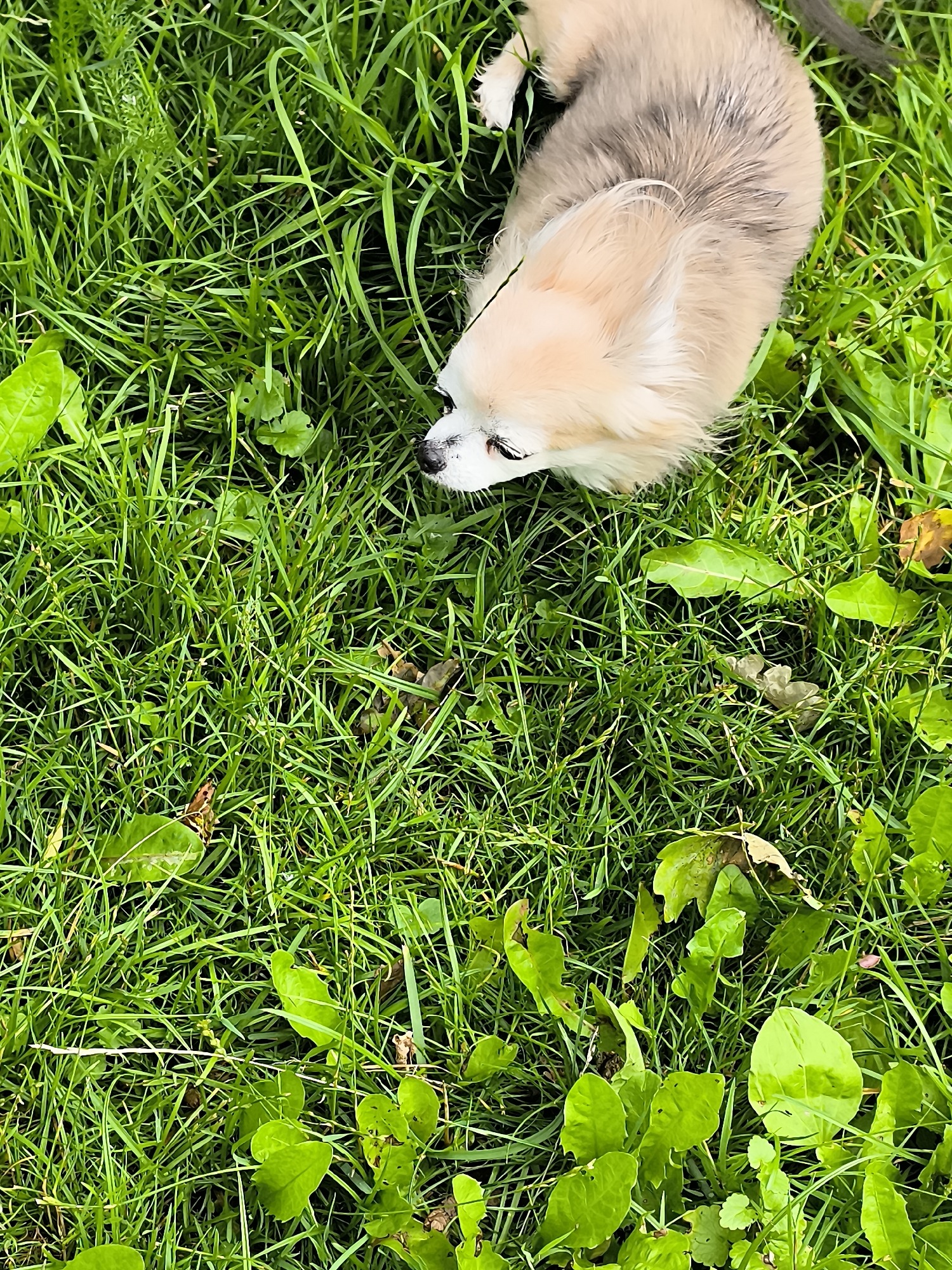 A light-colored Pomeranian puppy with light brown and grey fur is lying on bright green grass. The puppy's head is turned to the left, with its eyes visible. The background consists of thick, lush grass with some fallen leaves scattered throughout. The scene appears to be outdoors, likely in a park or backyard. There is no indication of a specific location in Klaipėda, Lithuania.