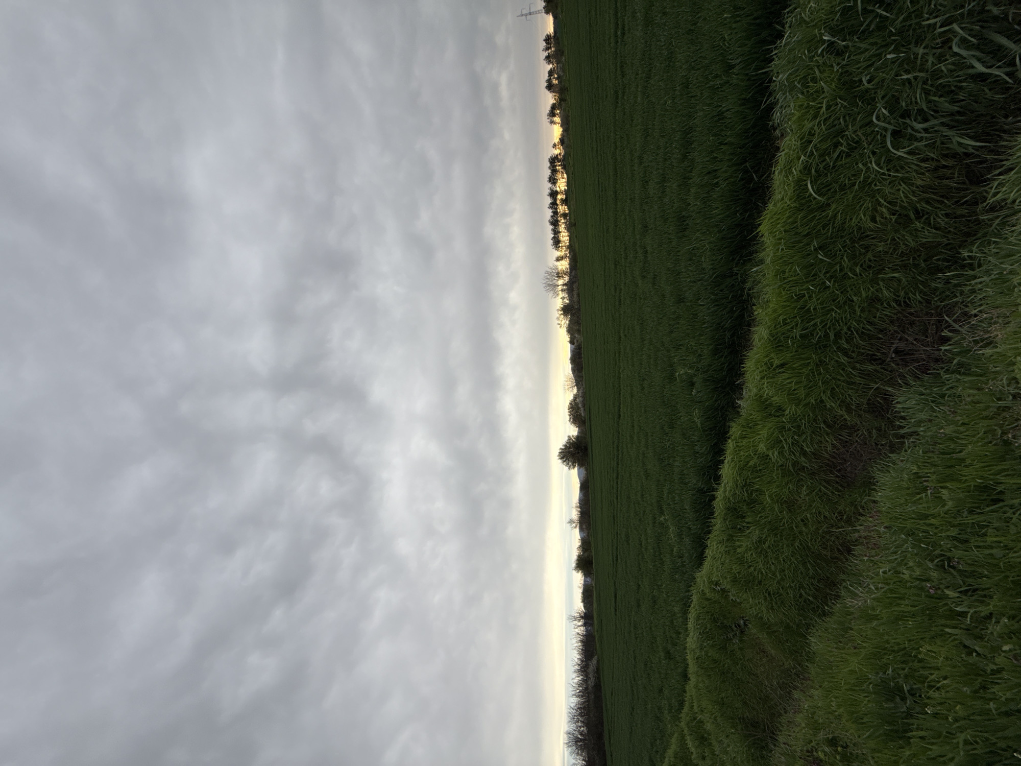 The image presents a landscape scene, likely taken at ground level. The left side of the image is dominated by a cloudy sky, featuring a palette of gray and white tones. On the right side, a field of green grass extends into the distance. A row of trees is visible in the middle ground, bordering the field and the sky. There are no discernible people, subjects, or interactions depicted in the image. The environment suggests an agricultural setting. The geographical location in Shumen, Bulgaria, cannot be confirmed based on the image alone.
