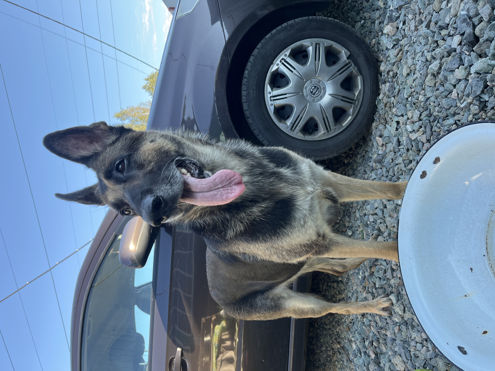 An adult German Shepherd dog stands on a gravel surface next to a dark brown car. The dog is panting with its tongue hanging out. The car has a side mirror and a wheel with a silver hubcap. A large white bowl is in the foreground, partially obscuring the dog's legs. The background shows a clear blue sky with power lines and some distant trees. The scene is likely in a residential area in Nizhny Tagil, Russia, given the power lines and the type of car and surrounding environment.