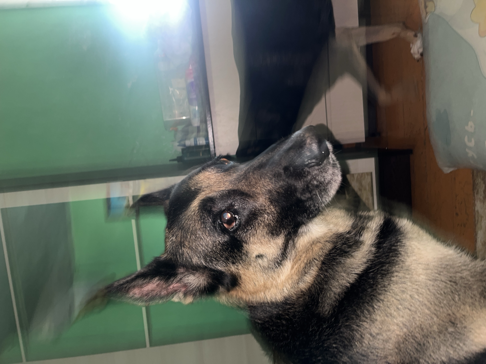 The image shows a close-up, side-profile view of a German Shepherd dog. The dog's fur is a mix of tan and black. Its left ear is perked up, while its right ear is less visible. The dog's eye is open and appears to be looking to the right. In the background, a green wall is visible, and to the right, a bright light source causes a glare. Below the light source, a shelf or surface is visible with several objects on it, including bottles. Another dog, mostly in shadow and out of focus, is seen behind the German Shepherd, with its legs moving, suggesting it is walking or running. The floor appears to be made of wood. A light-blue pillow with some writing on it is in the foreground. There is no indication of the location being Nizhny Tagil, Russia.