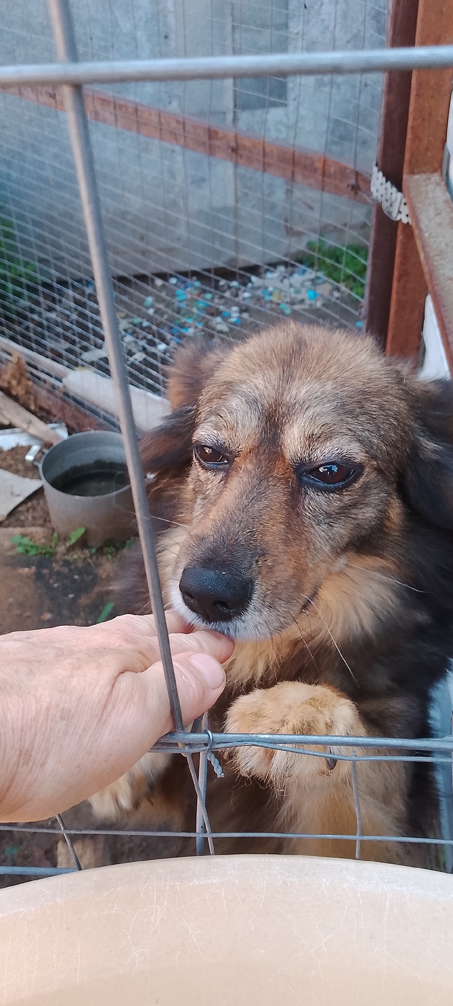 A medium-sized, long-haired dog with brown and black fur is being petted by a person's hand through a wire fence. The dog's head is partially visible, and its eyes are looking towards the hand. The background shows a concrete wall, some debris, and a metal bucket with water. The scene appears to be outdoors, possibly in a yard or enclosure. No specific location in Belgorod, Russia, can be determined from the image.
