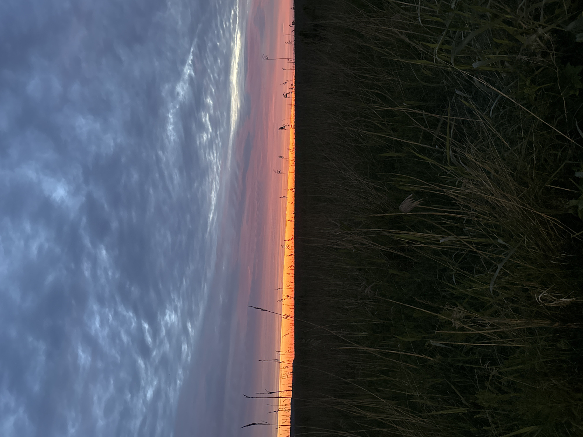 The image depicts a wide-angle, landscape view of a field of tall, dry grasses with a sunset in the background. The sky is filled with a mix of dark, textured clouds and bands of vibrant orange and pink from the setting sun. The horizon line is clearly defined by the transition from the dark field to the colorful sky. The foreground is dominated by the dense, brown and green stalks of grass, some of which are silhouetted against the brighter sky. The scene appears to be located in a natural, open area, possibly a meadow or coastal grassland. There are no people or man-made structures visible in the image. The overall impression is one of natural beauty and tranquility. There is no identifiable information within the image to suggest a specific location in Tallinn, Estonia.