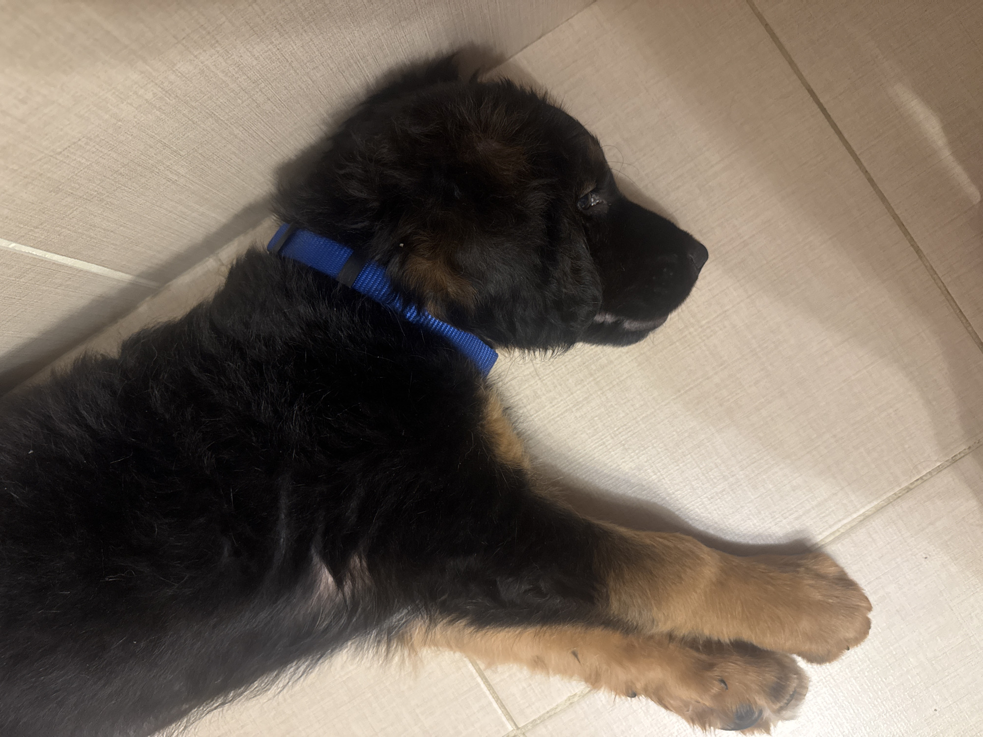 A black and tan German Shepherd puppy is lying on a beige tiled floor. The puppy is wearing a blue collar and is positioned in the lower left of the frame, facing right. The background is simple with no other discernible objects or features. The image does not include information to specify location.