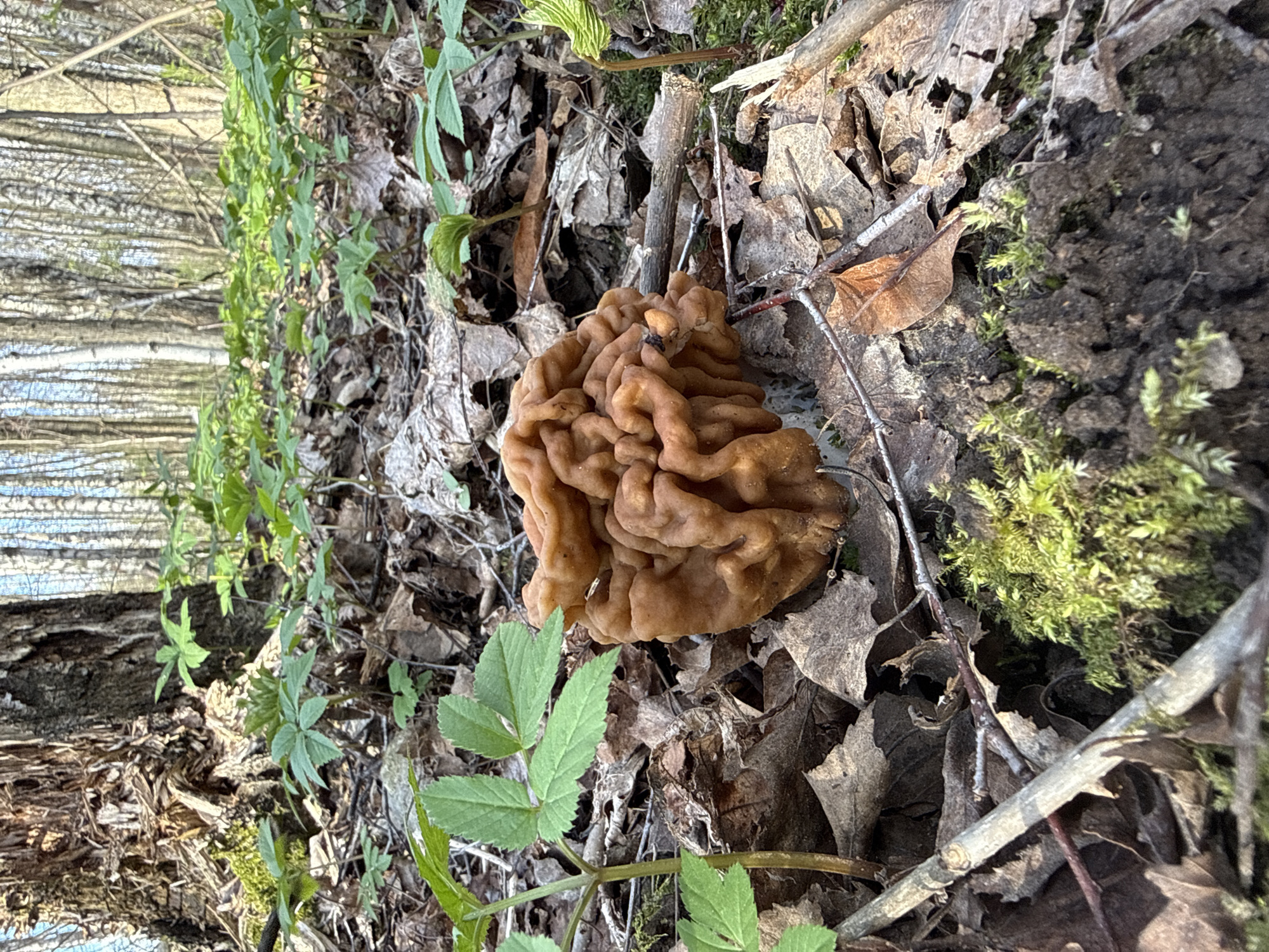A brown fungus, resembling a brain, is the primary subject, situated on a forest floor covered in dead leaves and twigs. Green vegetation grows alongside the fungus, including what appears to be small plants or ground cover with three-lobed leaves. In the background, the blurry image of a forest with birch trees, identifiable by their white bark, stretches into the distance. This image might have been taken in the Rusanovo area of Russia.