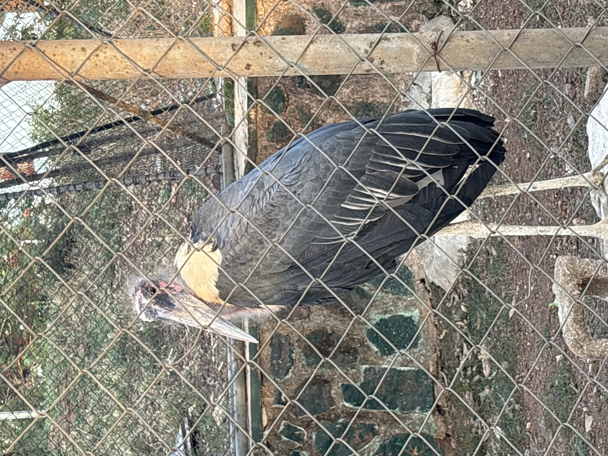 The image shows an Andean condor in captivity, likely at a zoo or wildlife park. The bird is behind a chain-link fence. The condor has a primarily dark gray body with white markings on its wings and a bare head and neck, which are typical characteristics of the species. The background suggests an outdoor enclosure with vegetation and possibly some rock structures. The image doesn't provide enough information to confirm it is at Jos, Nigeria.